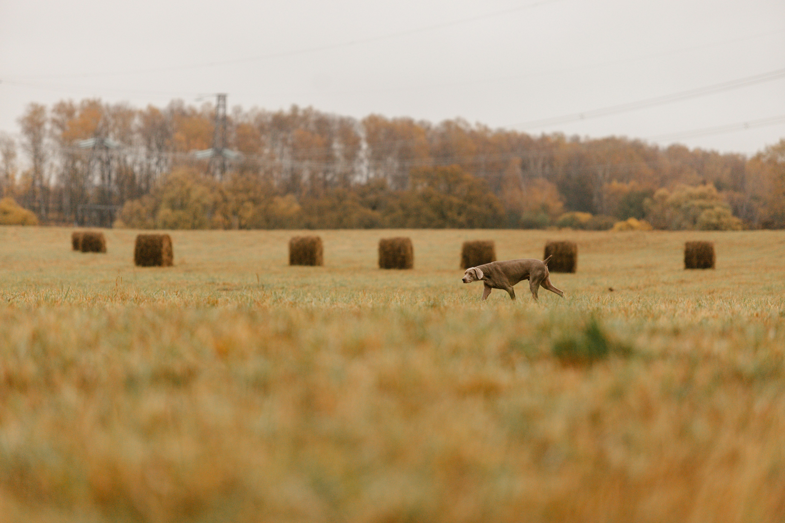 DOGCAMP / Валерия и Верс. Фотограф Кузина Вера