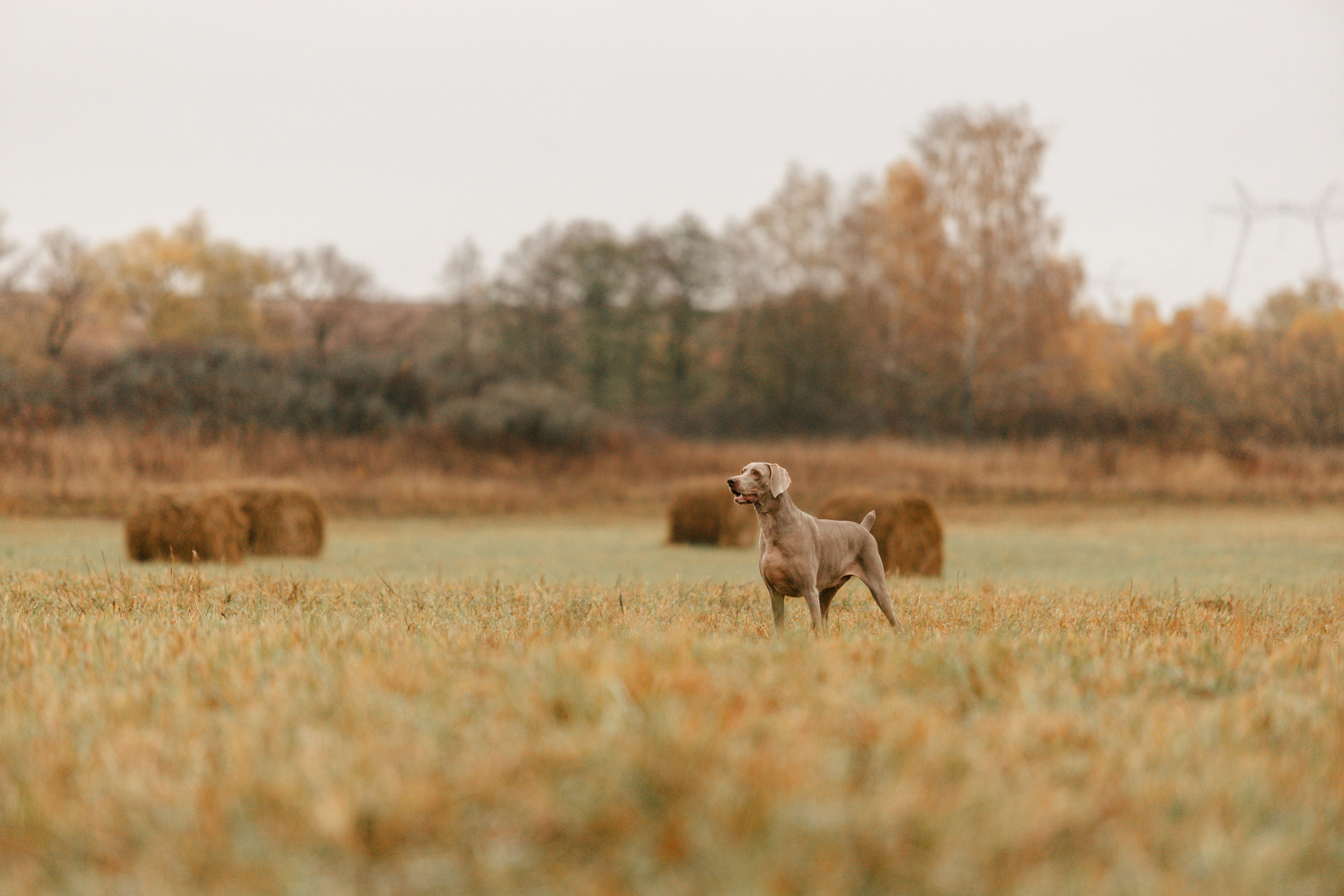 DOGCAMP / Валерия и Верс. Фотограф Кузина Вера