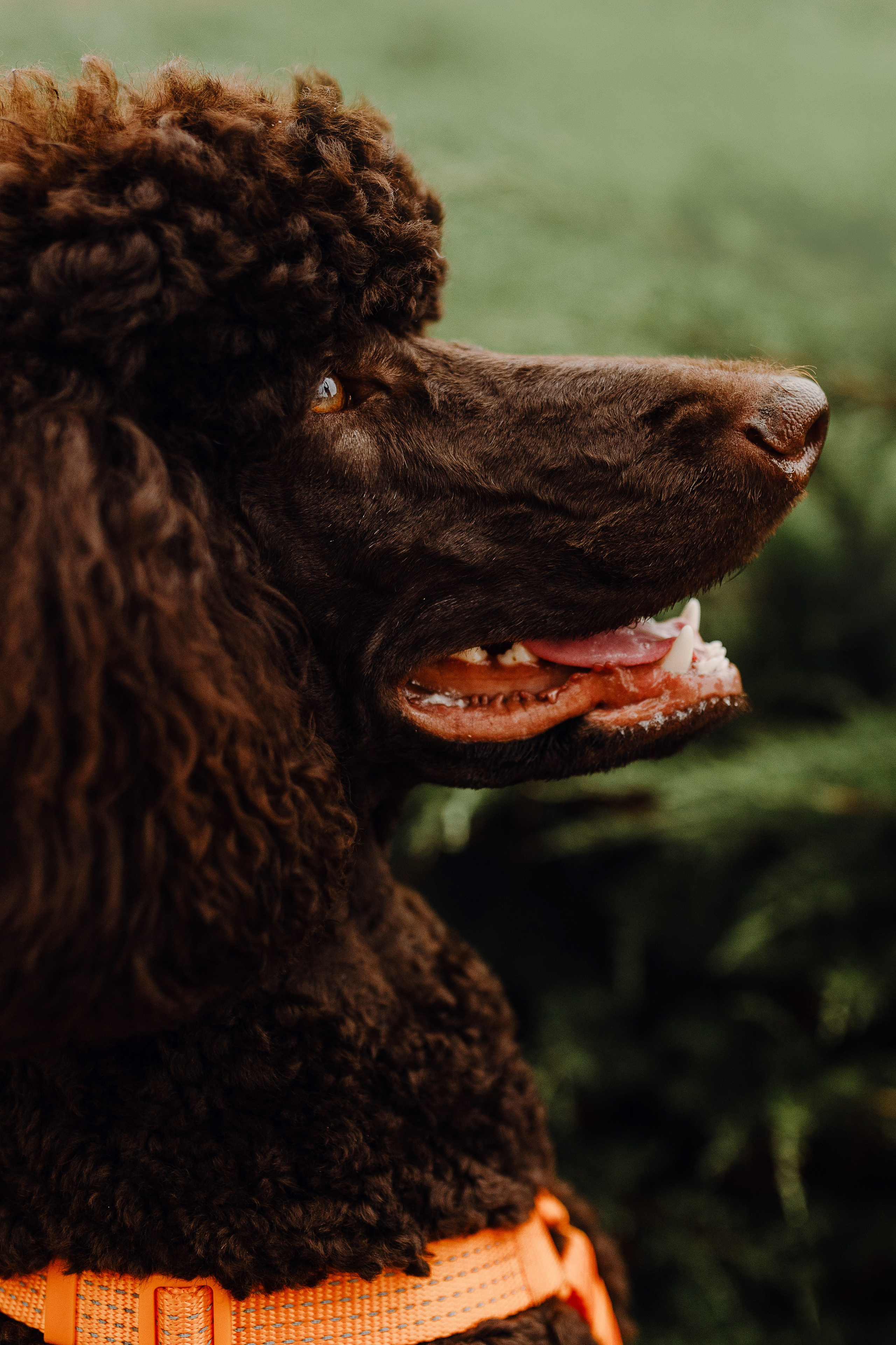 Нижний Новгород / Таня, Ежевика и Кася. Фотограф Кузина Вера