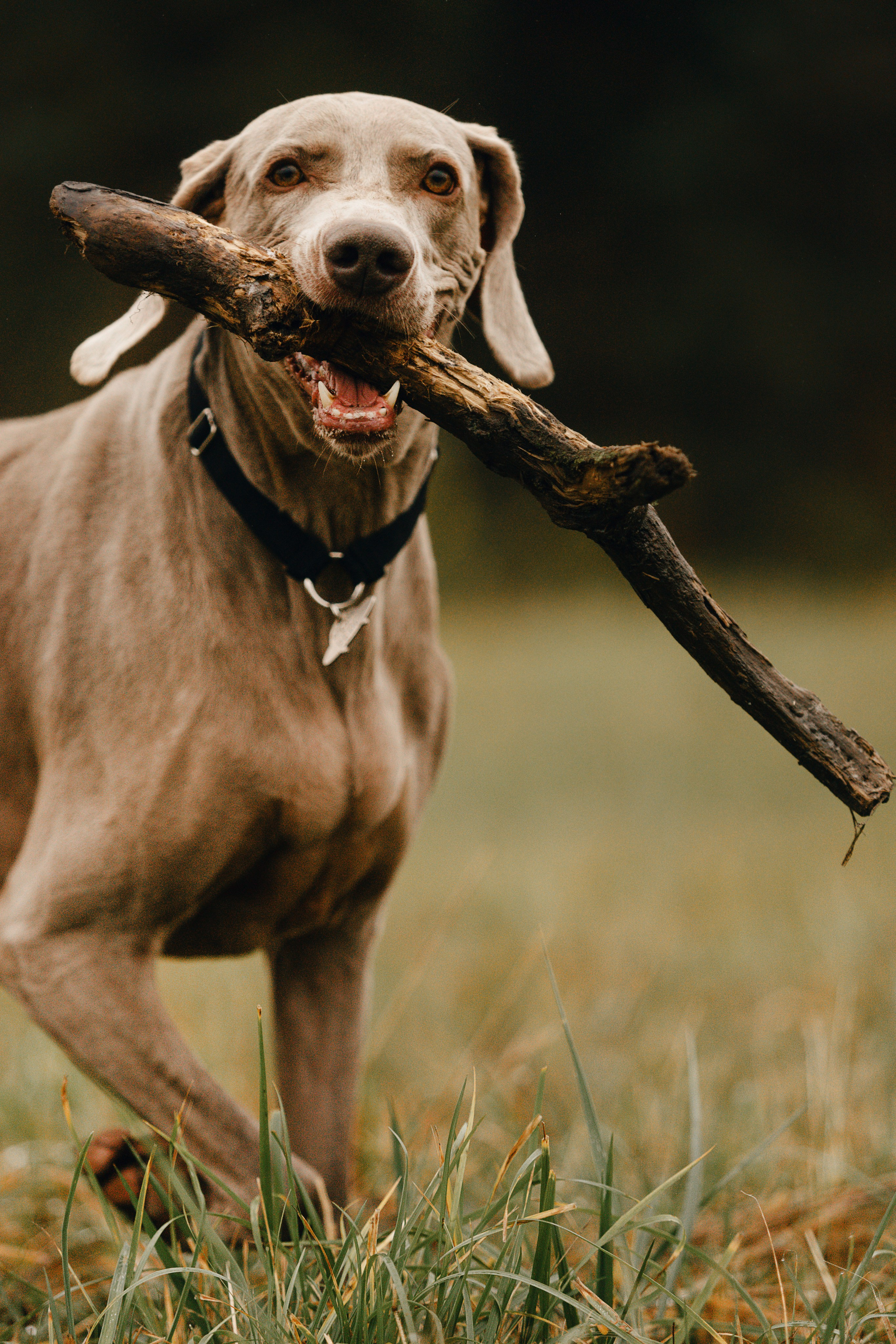 DOGCAMP / Валерия и Верс. Фотограф Кузина Вера