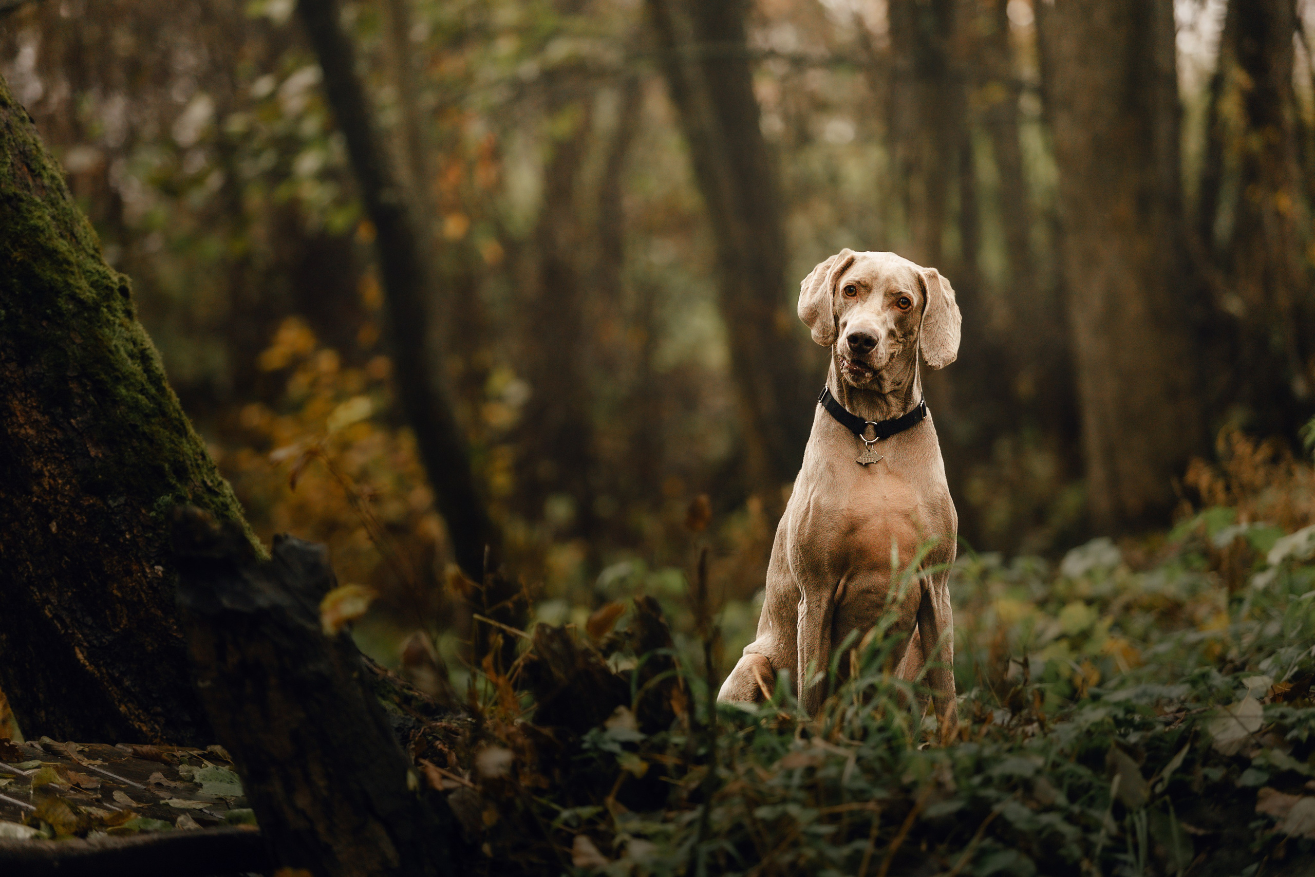 DOGCAMP / Валерия и Верс. Фотограф Кузина Вера