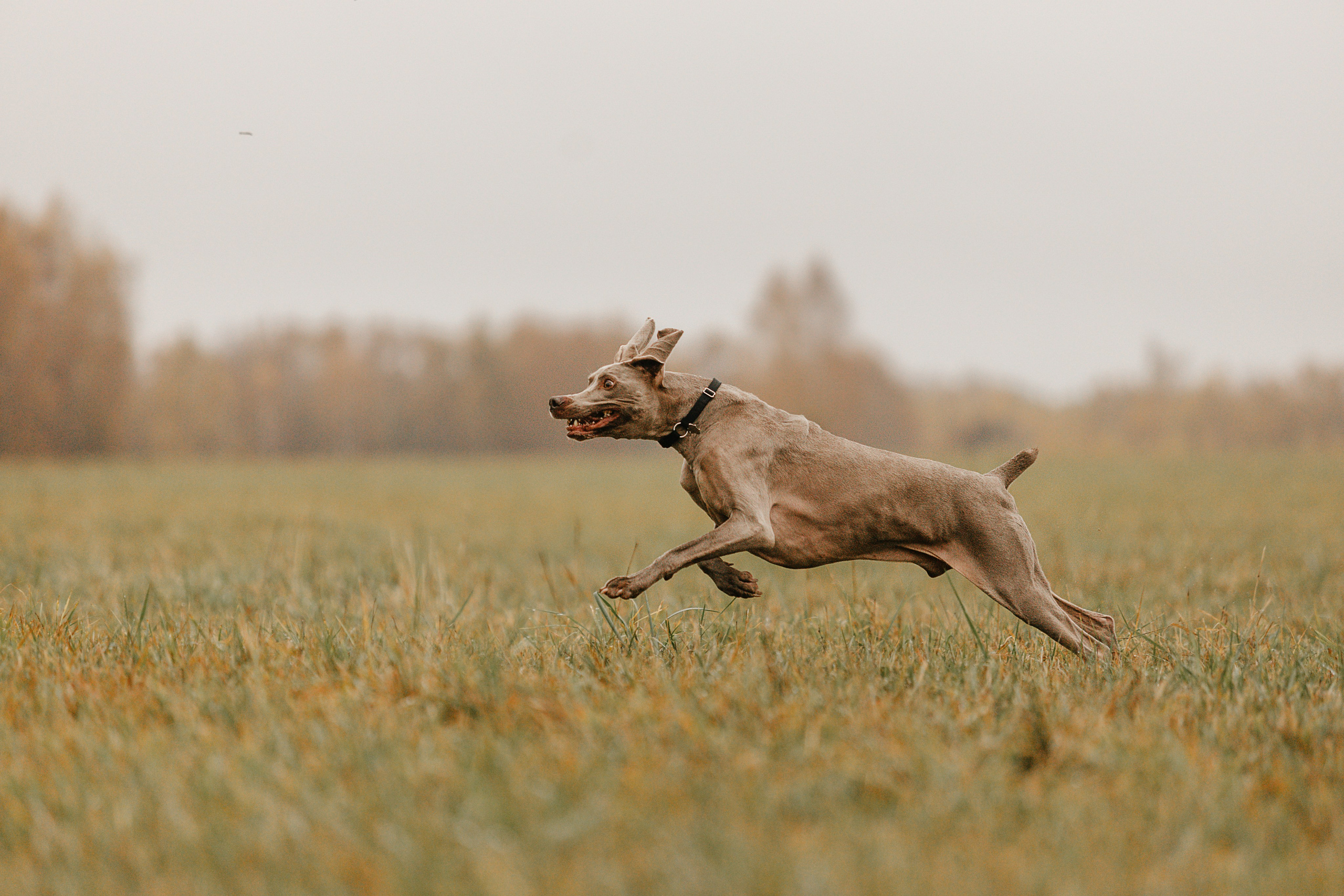 DOGCAMP / Валерия и Верс. Фотограф Кузина Вера