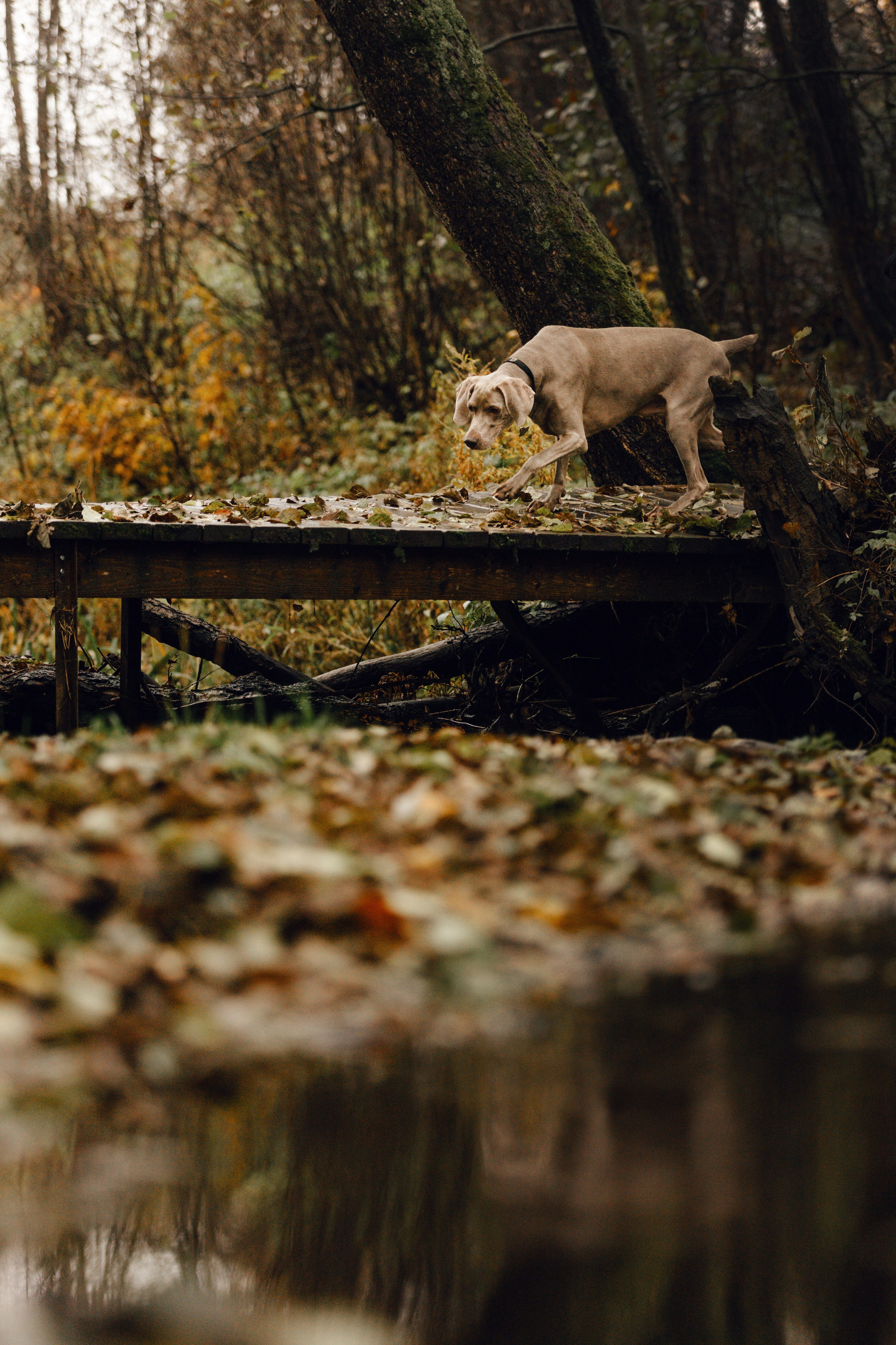 DOGCAMP / Валерия и Верс. Фотограф Кузина Вера