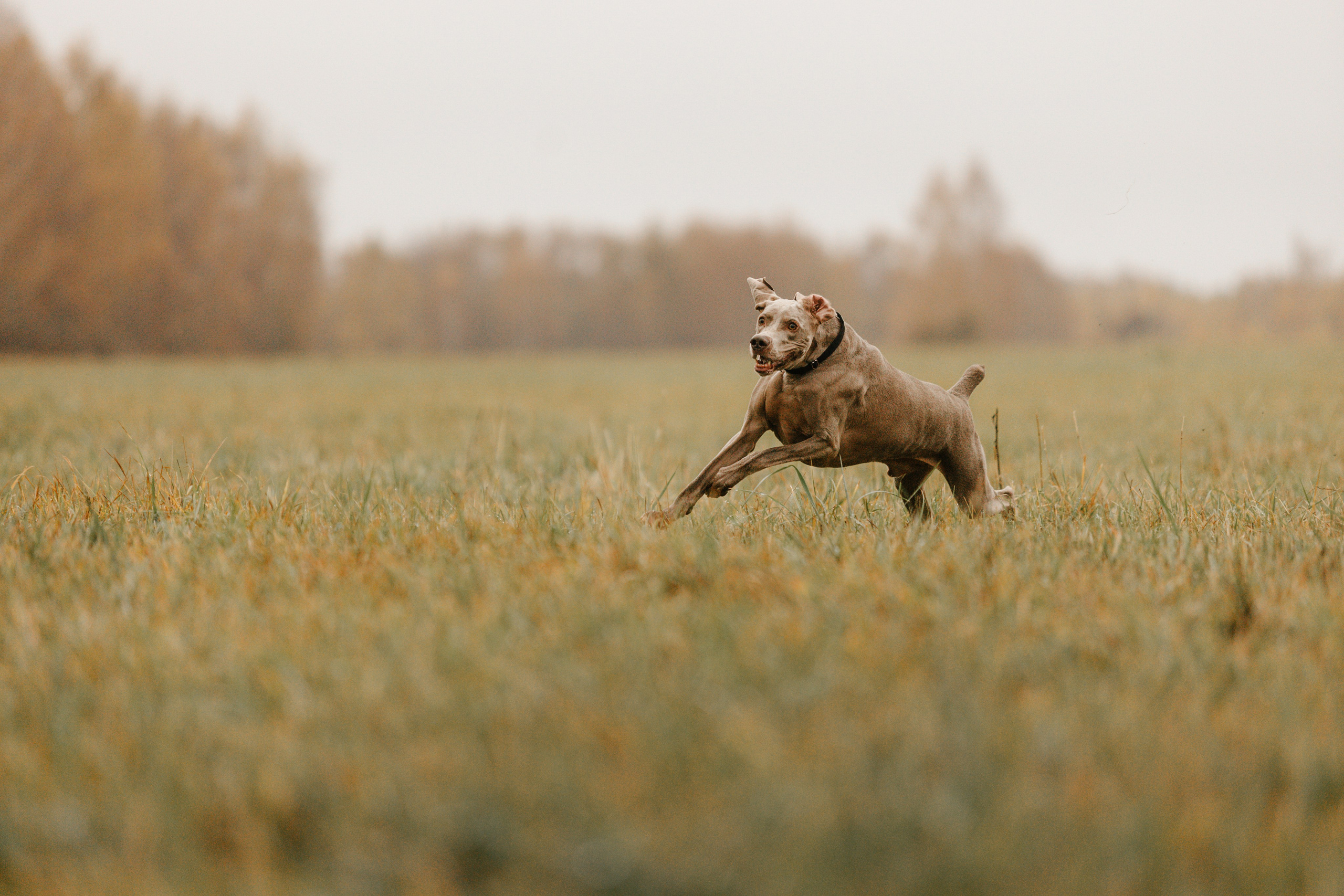 DOGCAMP / Валерия и Верс. Фотограф Кузина Вера