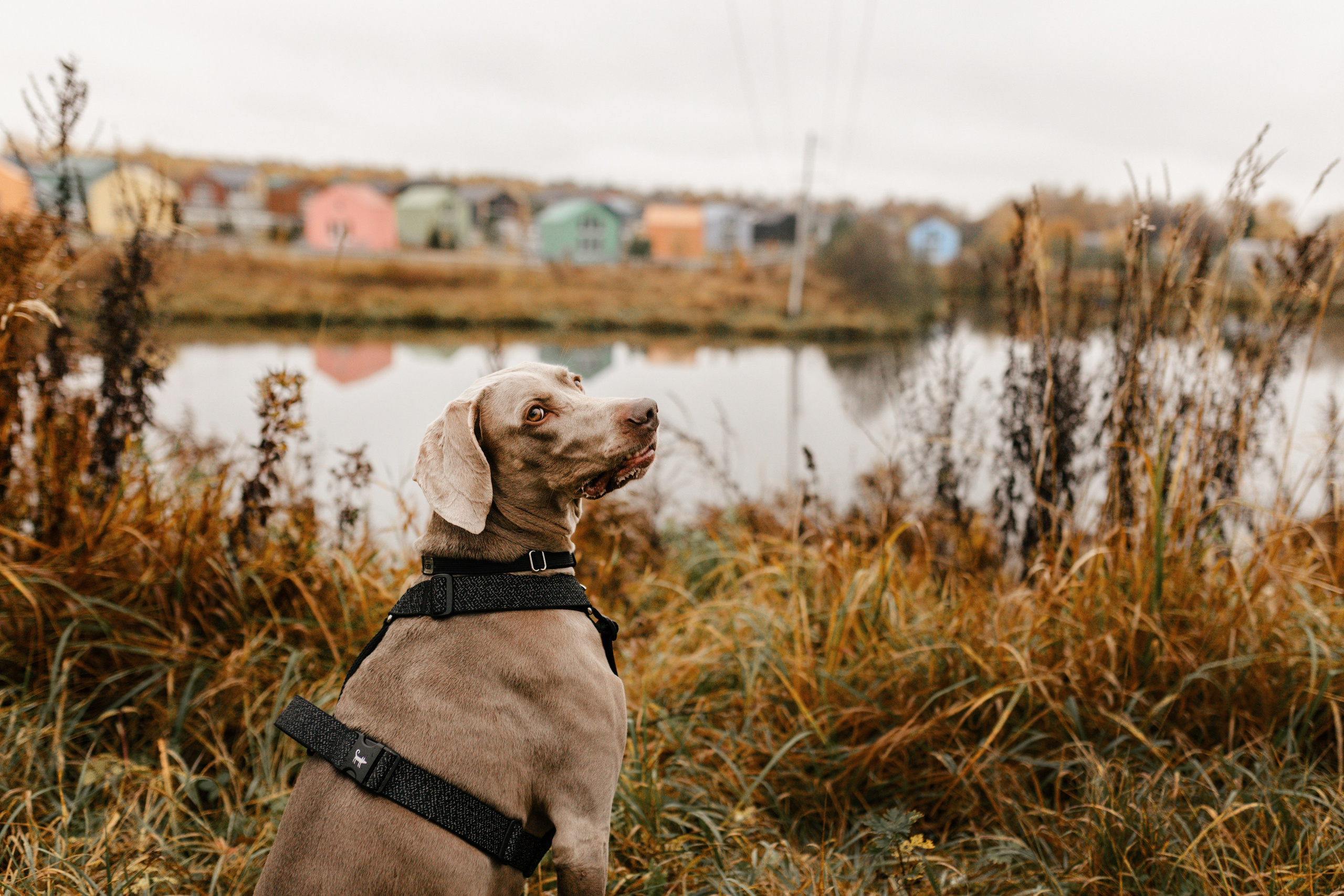DOGCAMP / Валерия и Верс. Фотограф Кузина Вера