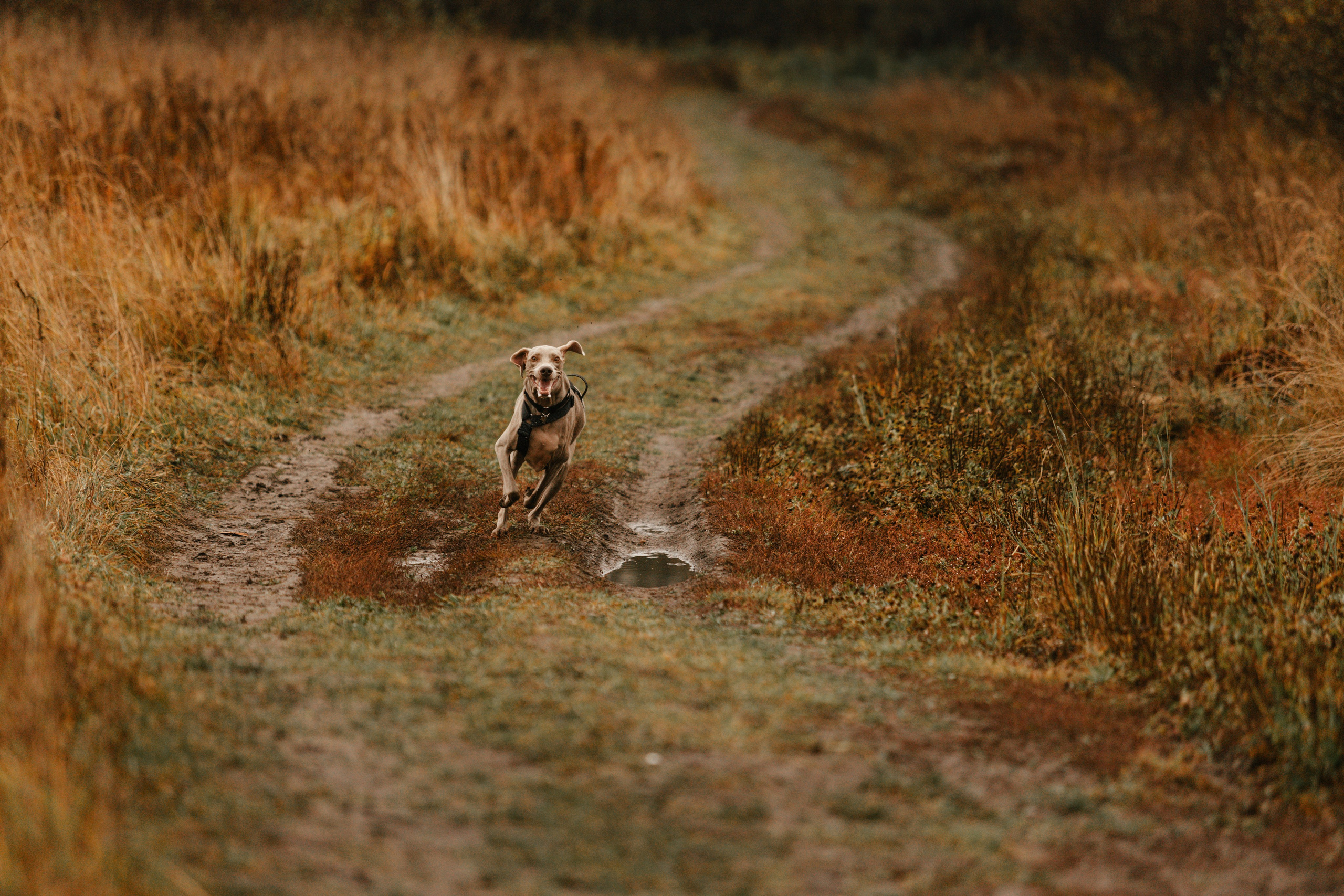 DOGCAMP / Валерия и Верс. Фотограф Кузина Вера