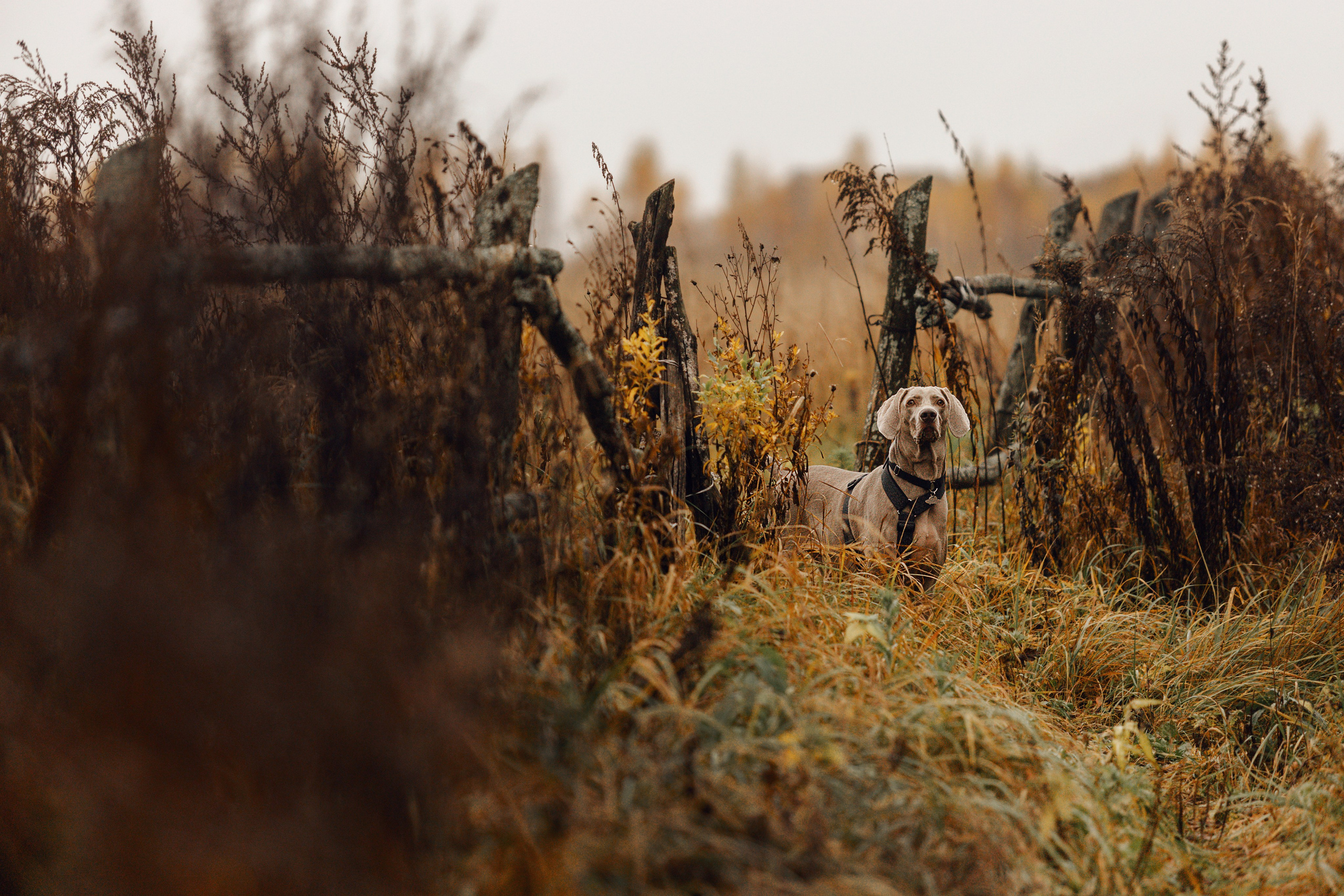 DOGCAMP / Валерия и Верс. Фотограф Кузина Вера