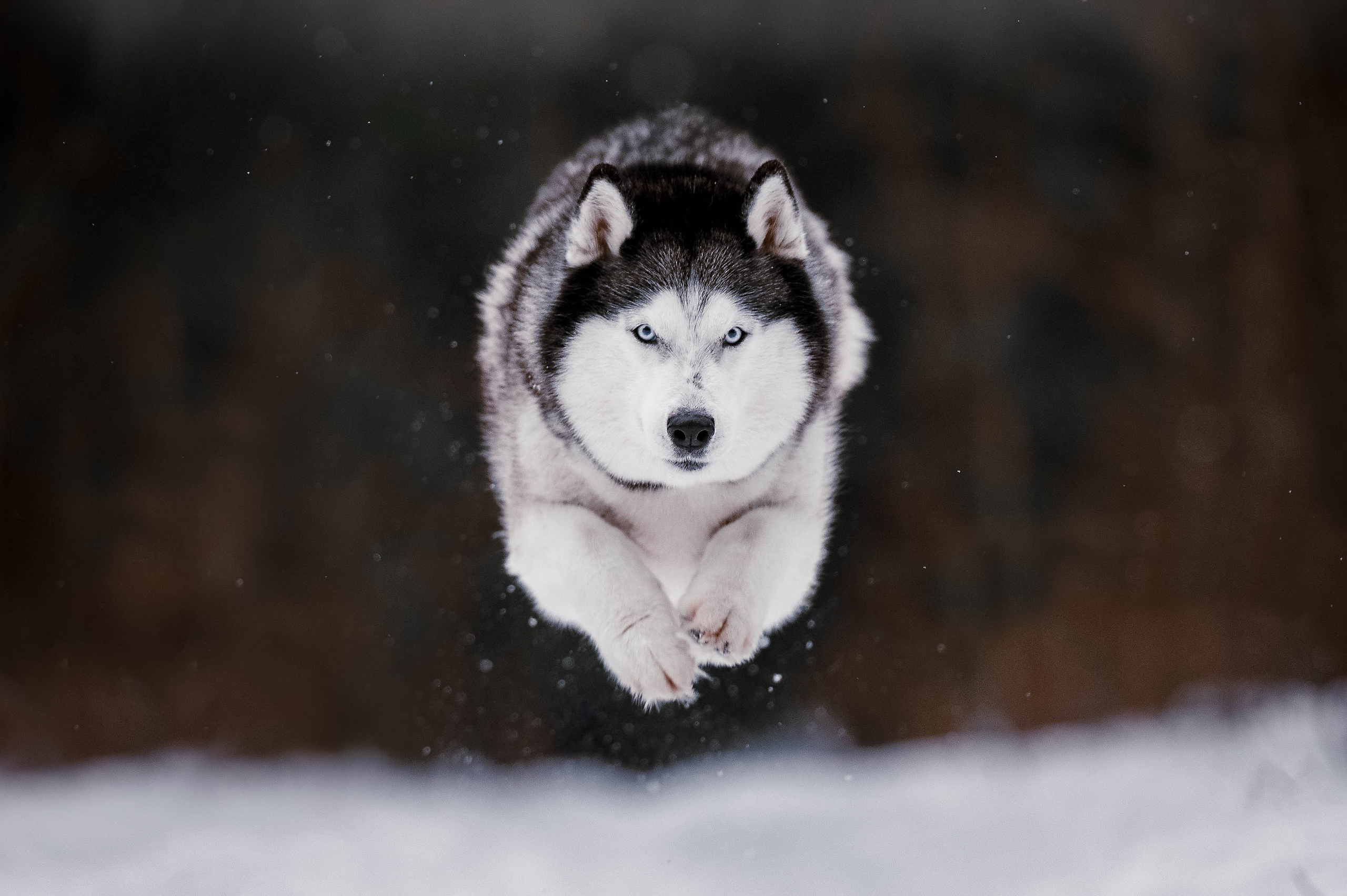 Шанель. Фотограф-анималист