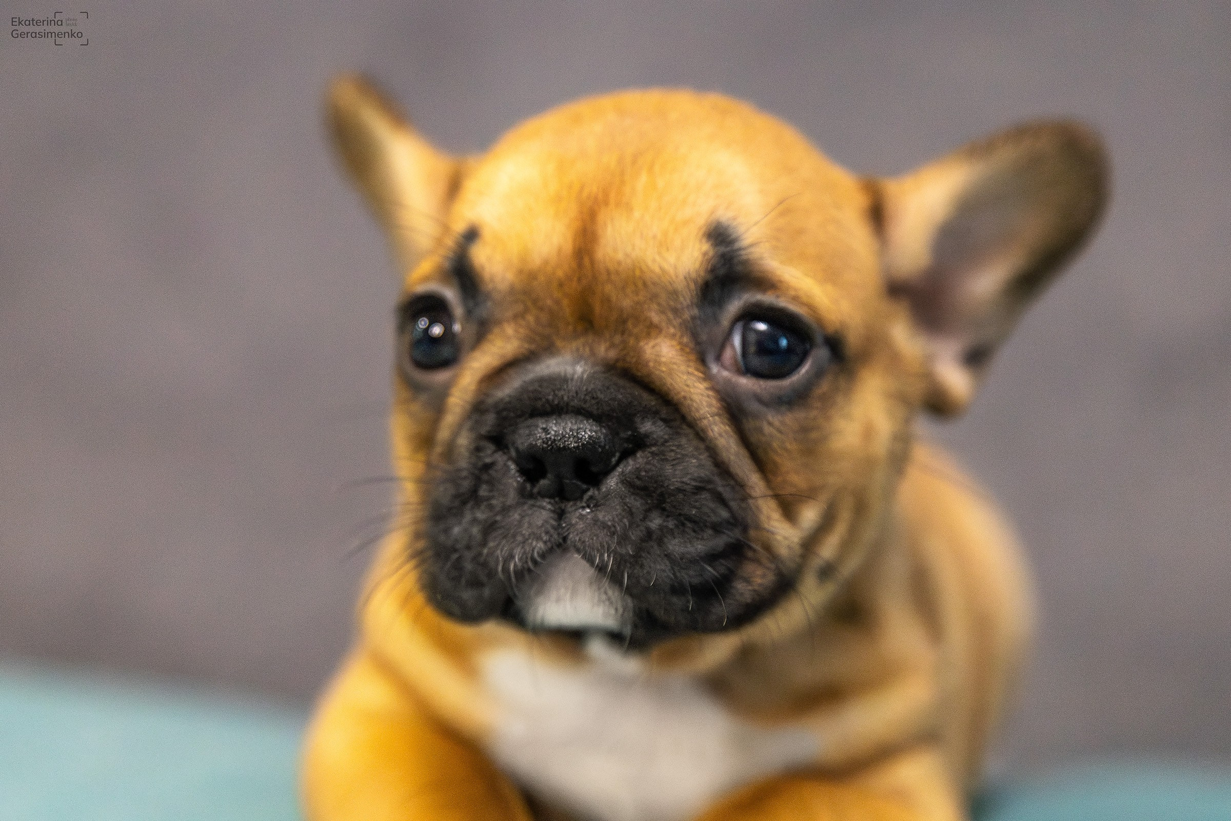 Щенки французского бульдога. Htykk_photo