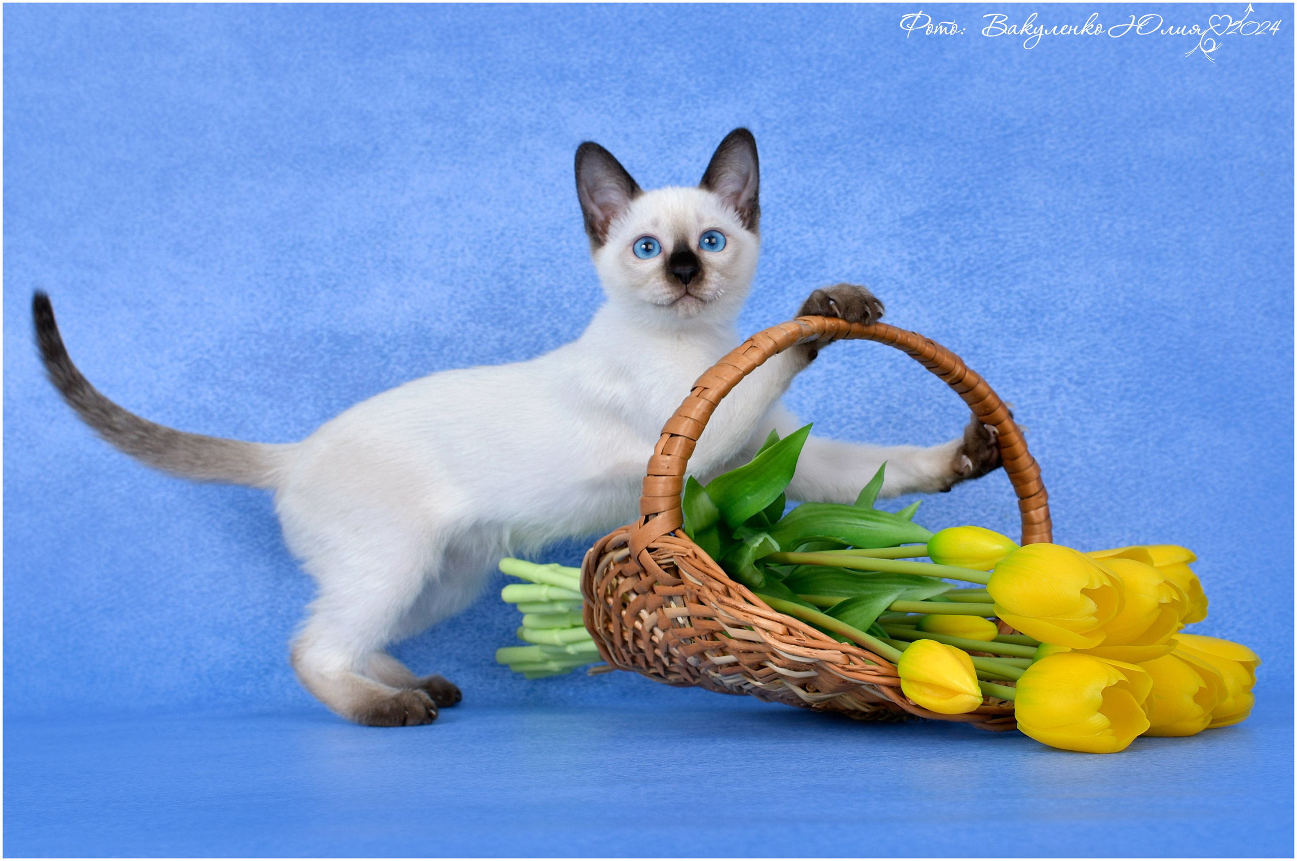 Котята. Фотограф анималист | семейный Юлия Вакуленко, г. Краснодар