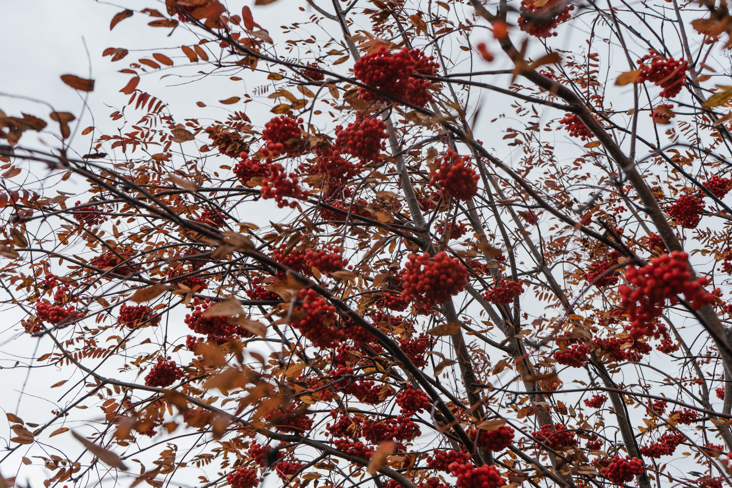 Анастасия и Дмитрий 11.10.2019. Свадебный и семейный фотограф в Лениногорске Альбина Хасаншина