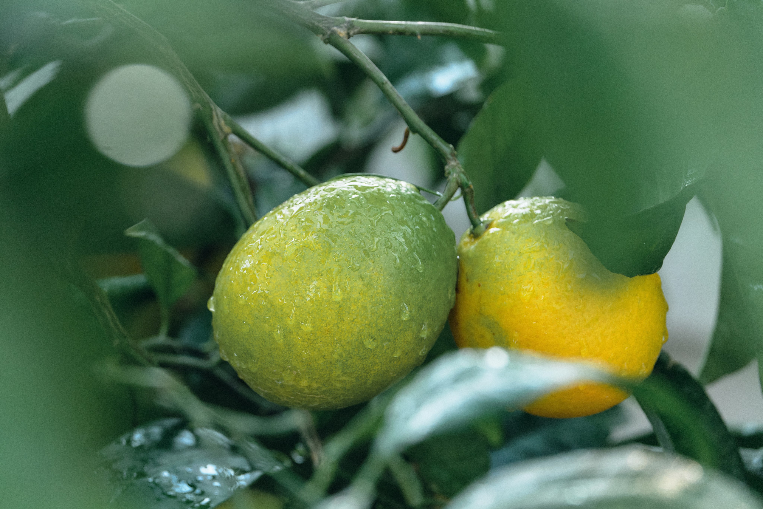 Cyprus > 2023 / kat. Aleksandr Kobtsev