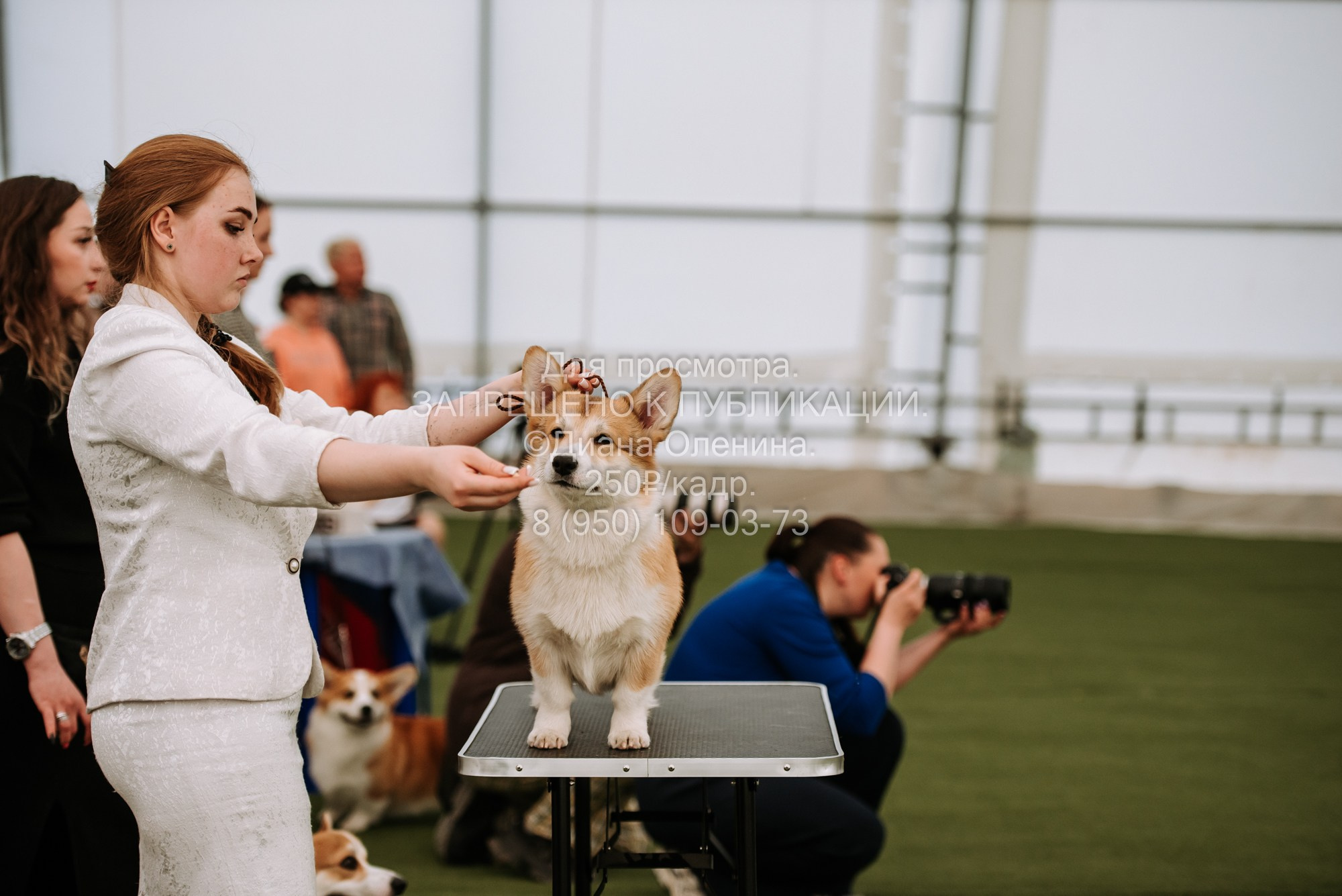 Выставка собак Красноярск 2.06. Фотограф Диана Оленина Красноярск / Братск