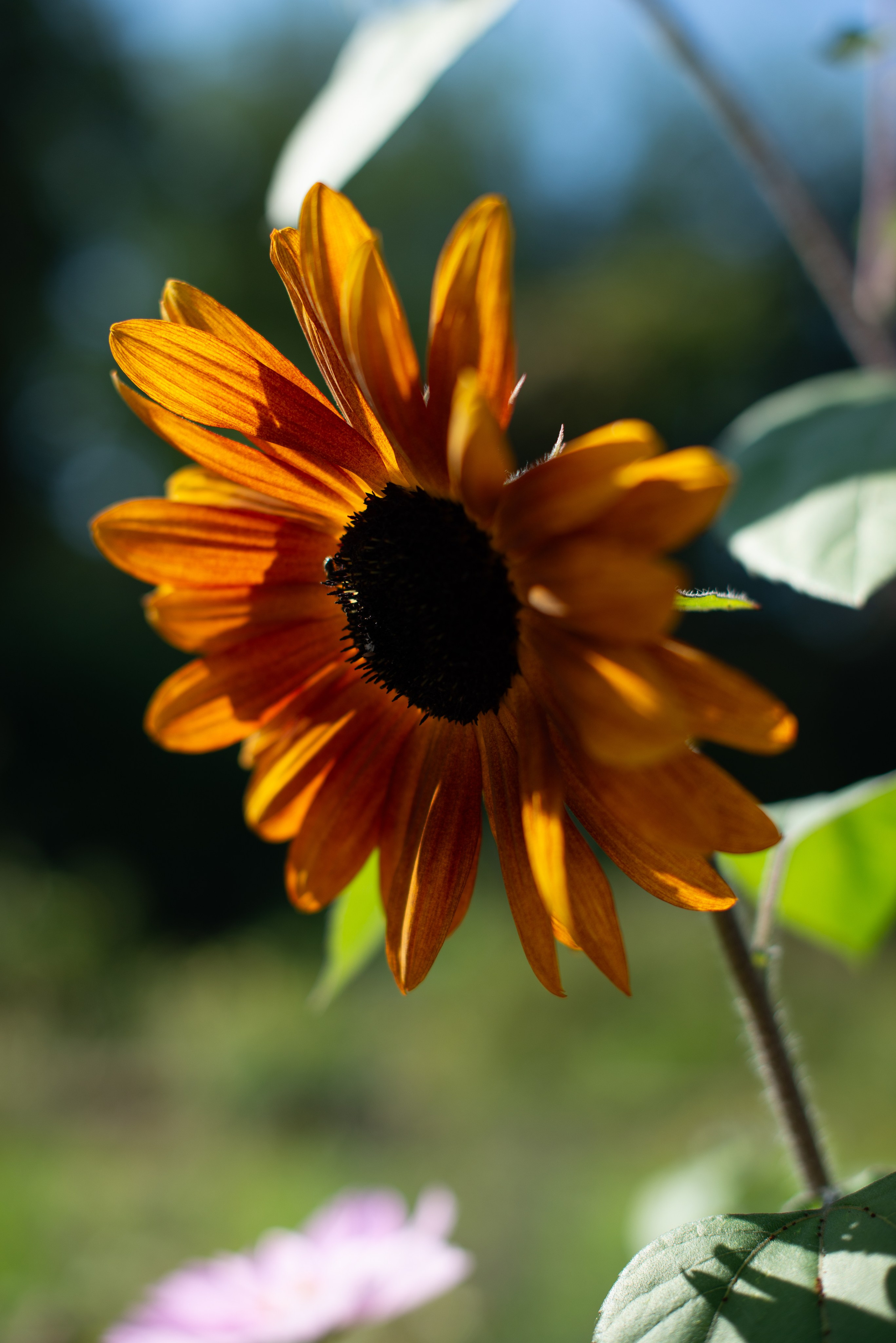 Цветы сада МГУ. Victoria Radjevna Репортажный Фотограф — Видеограф Москва • Санкт-Петербург