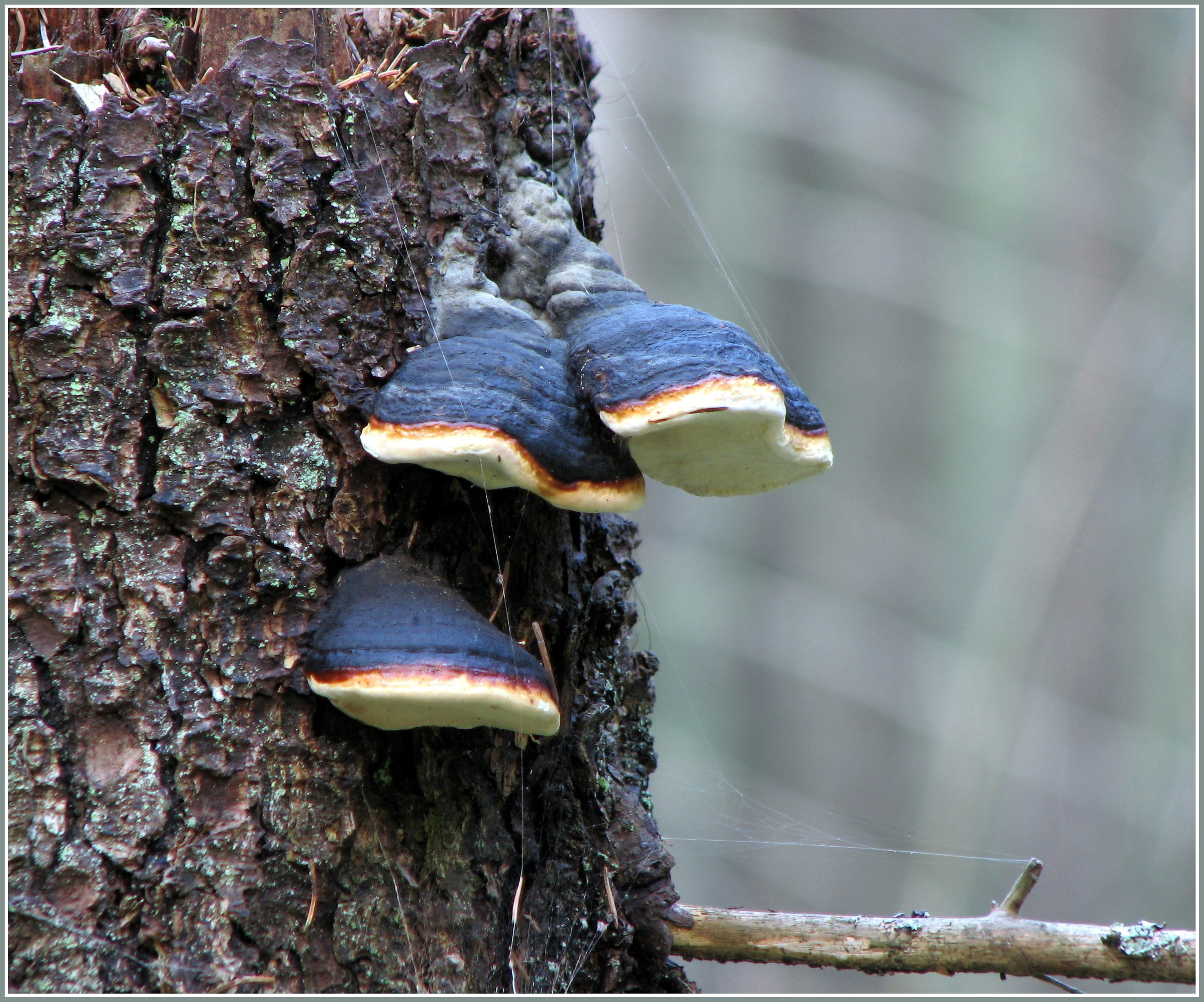 грибы на деревьях