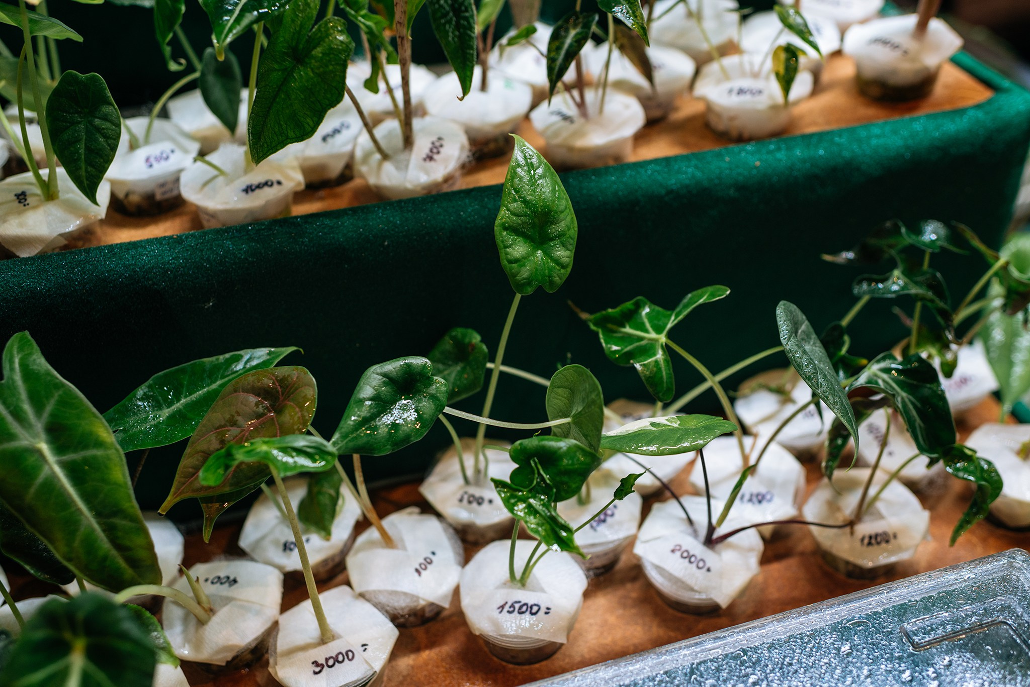 ВАУ Фест. Март 26. Репортажный фотограф в Санкт-Петербурге Анастасия Клёпова