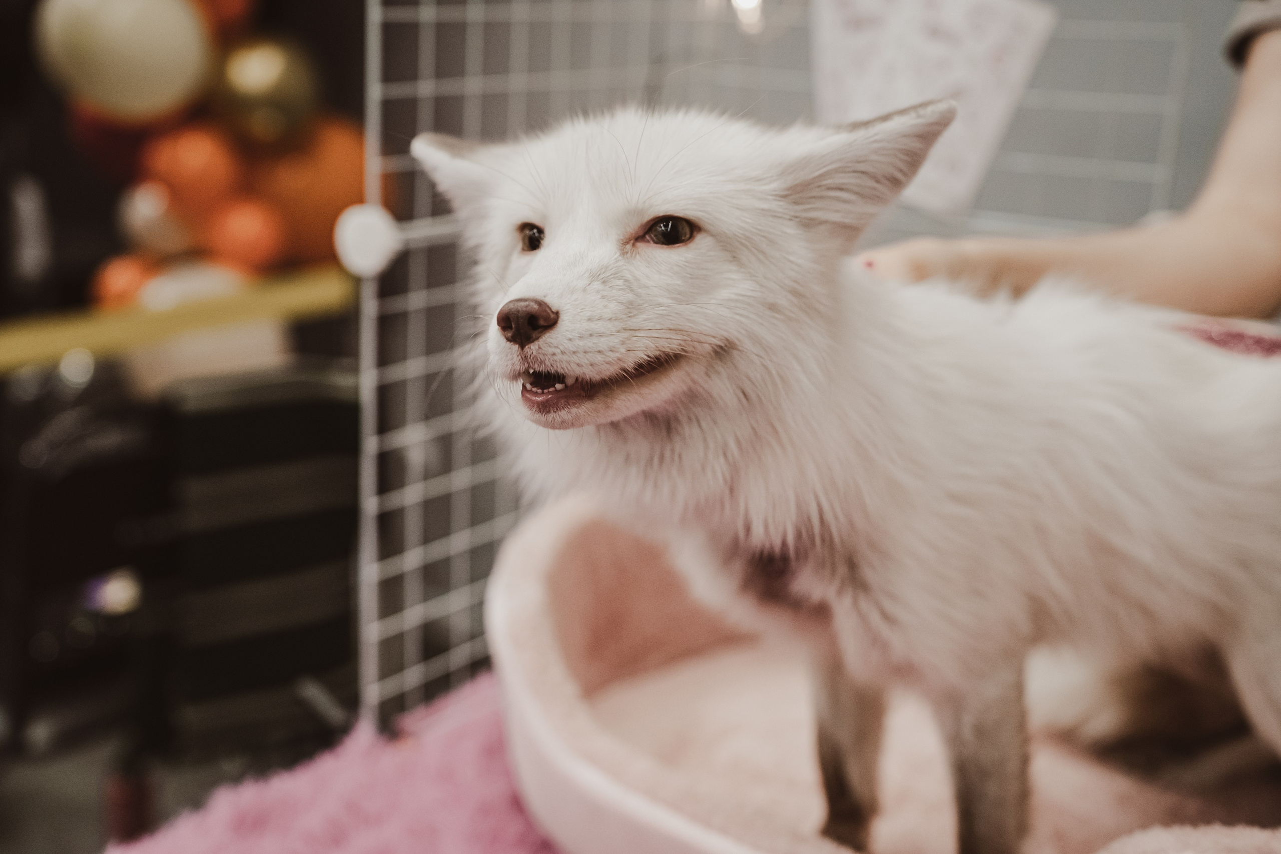 Fox Family fest. Репортажный фотограф Анастасия Рубцова