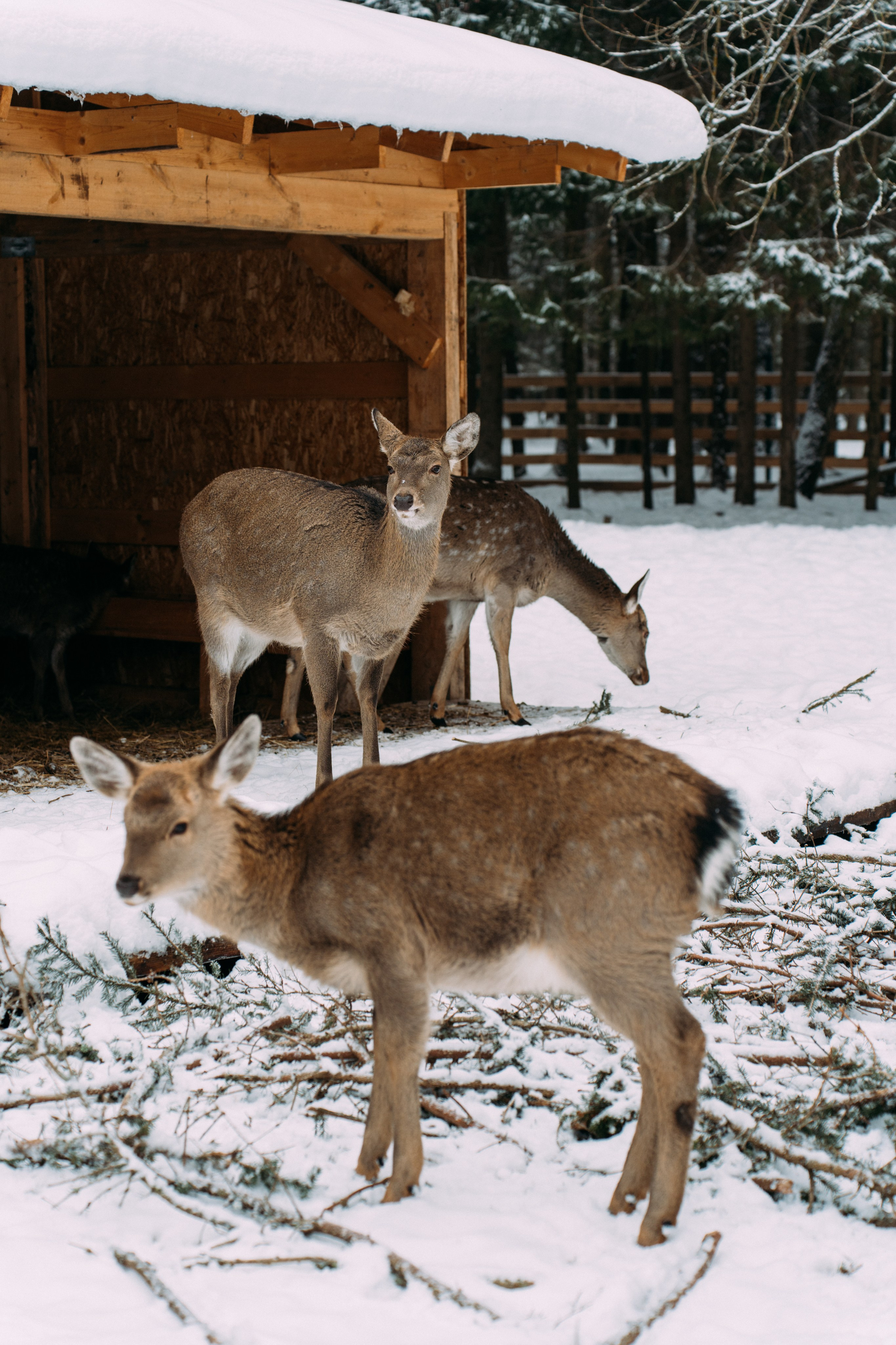 Усадьба Веретьево. Фотограф Валерия Бурма
