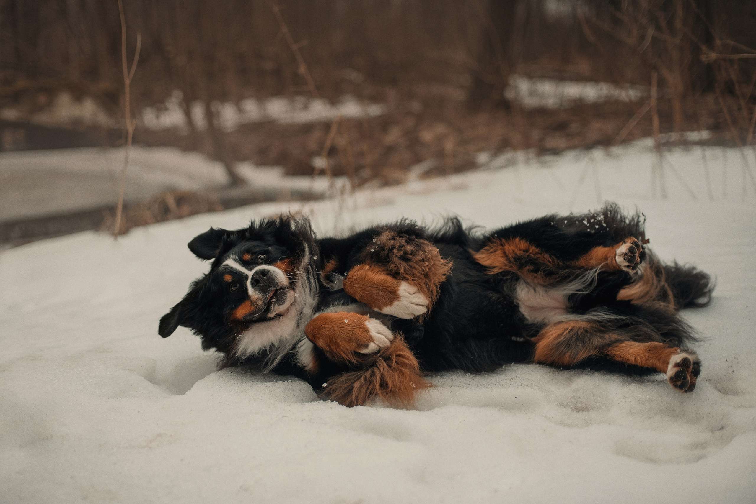 Прогулка: берн Пума, Фрэнк и Юля в Питере. Портфолио