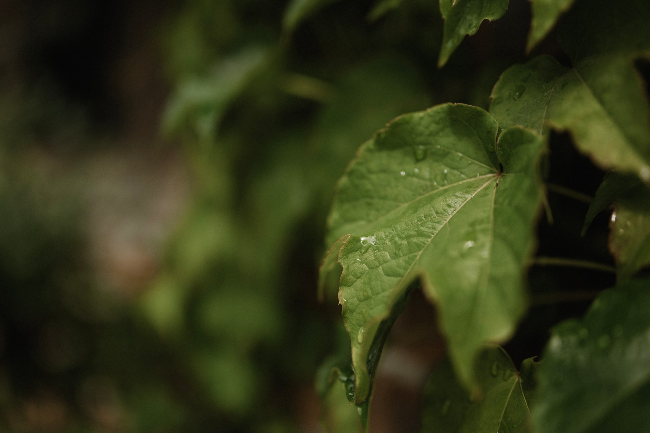 Саша и Варя. Жардин. Фотограф Костикова Анастасия Ростов-на-Дону