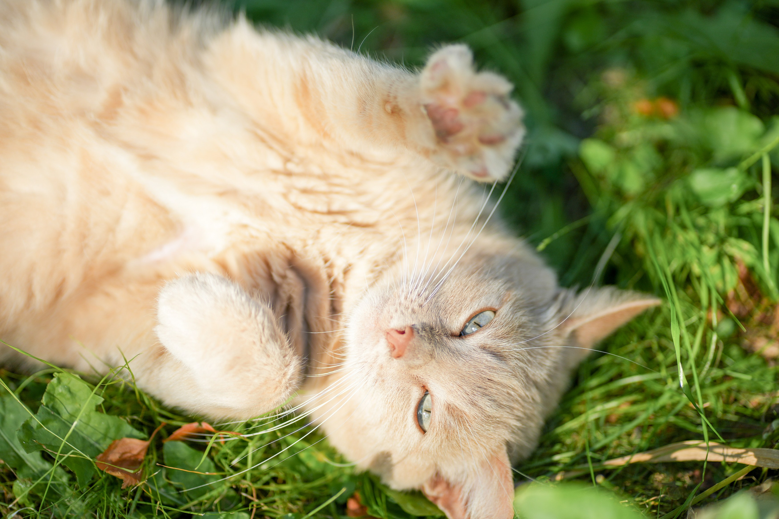 Анимализм. Портретный фотограф Олеся Владимирова в Москве