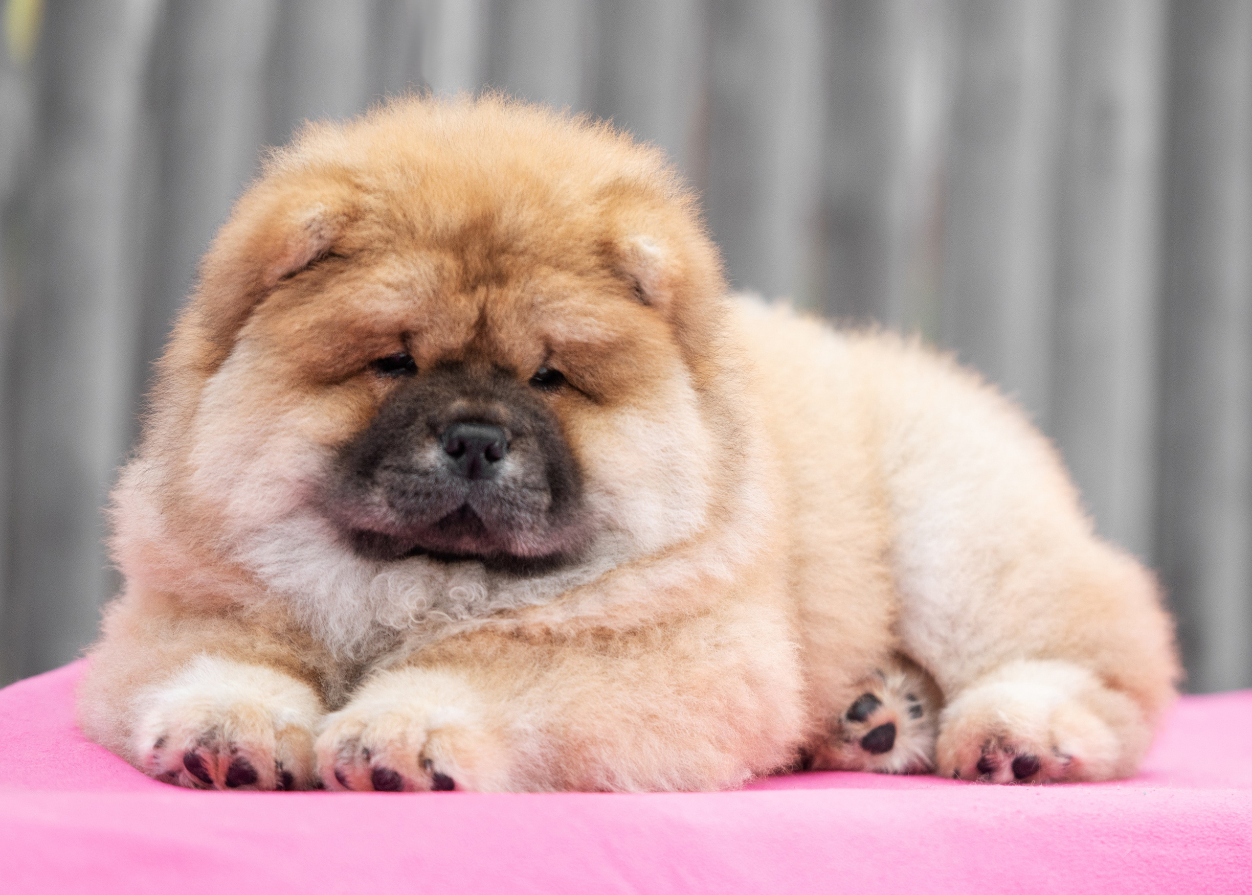 Чау чау. Дог-фотограф в Тюмени Александра Королева