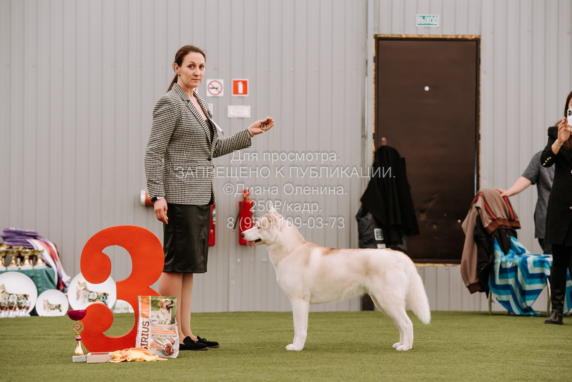 Выставка собак Красноярск 2.06. Фотограф Диана Оленина Красноярск / Братск