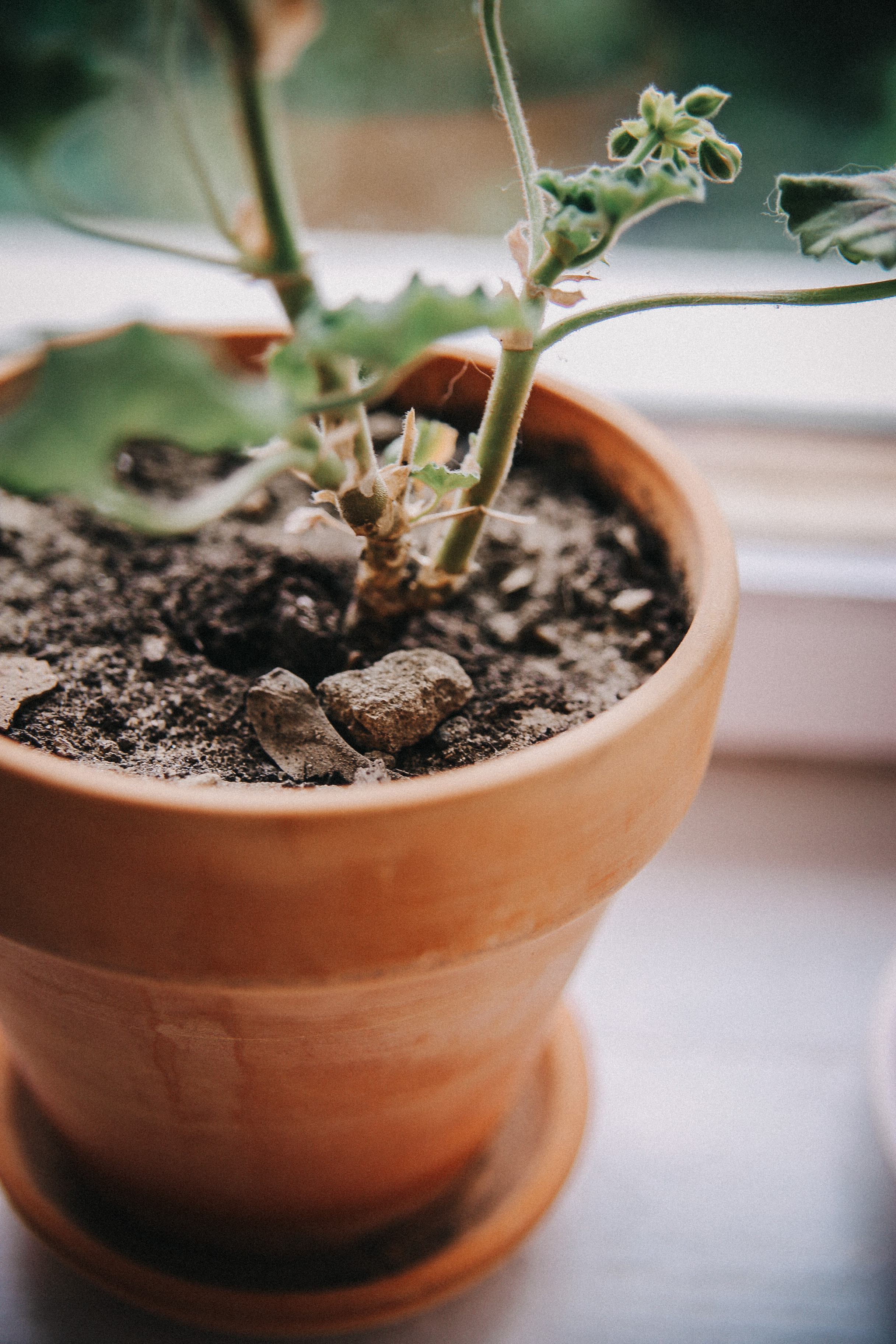 Дачные истории. Фотограф в Серпухове и Тарусе Ксения Царёва