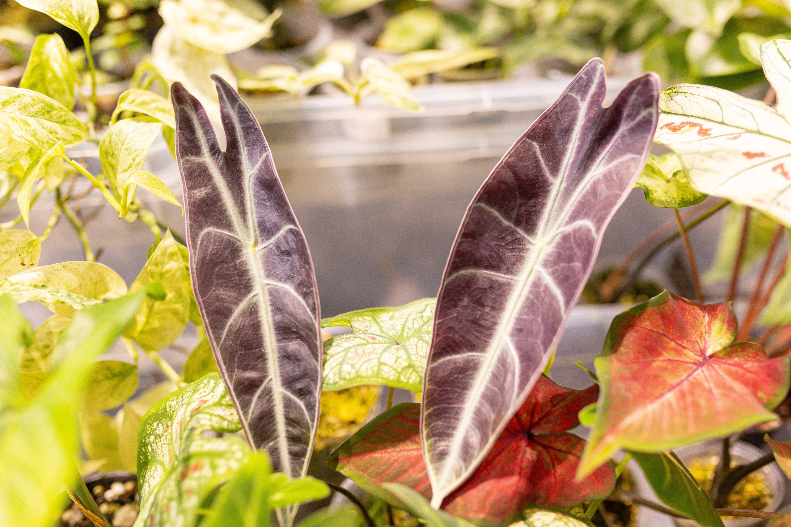 Ярмарка Green Rare 20.09.25. Александра Куликова фотограф, Москва