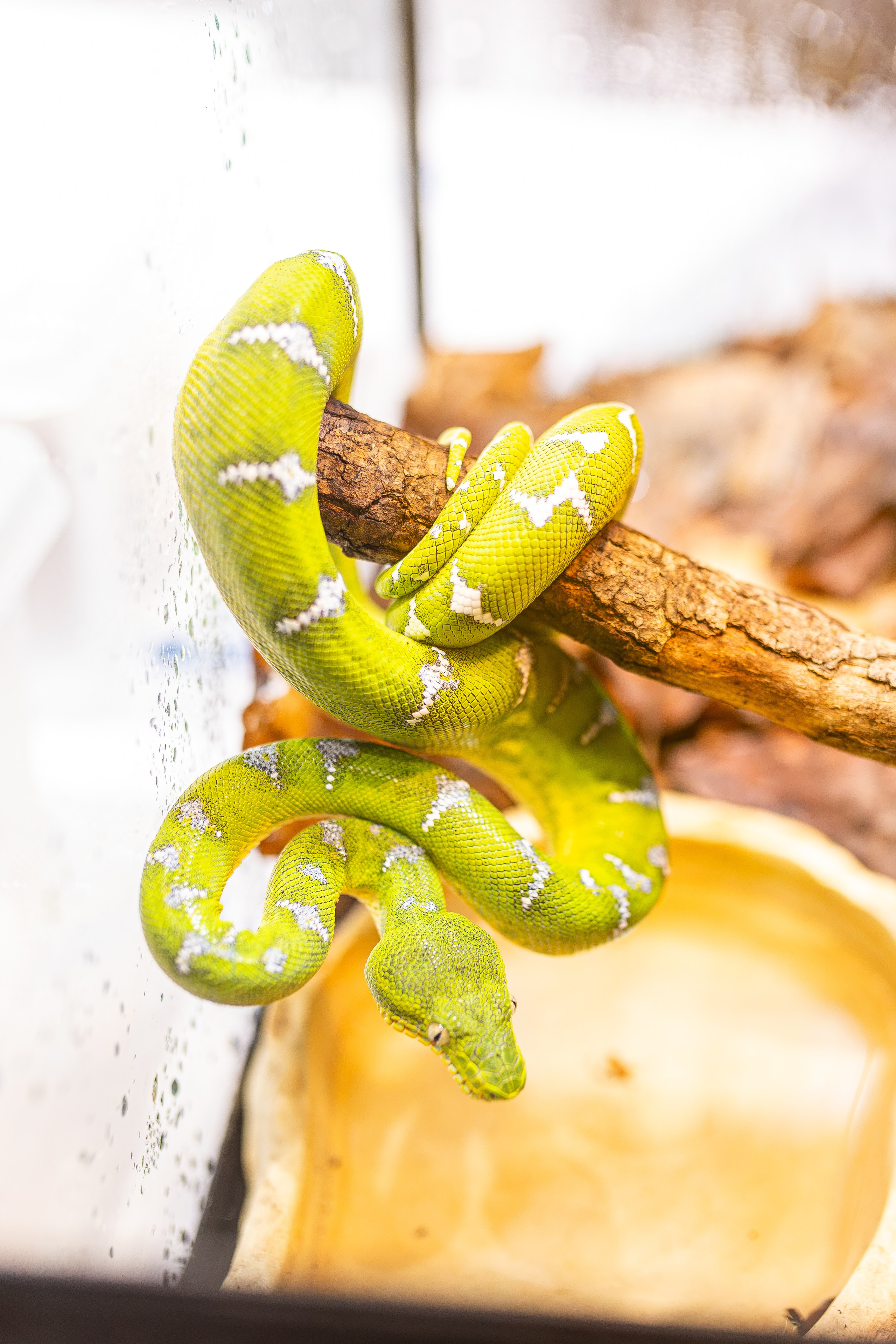 Рептилиум июнь 2025. Александра Куликова фотограф, Москва