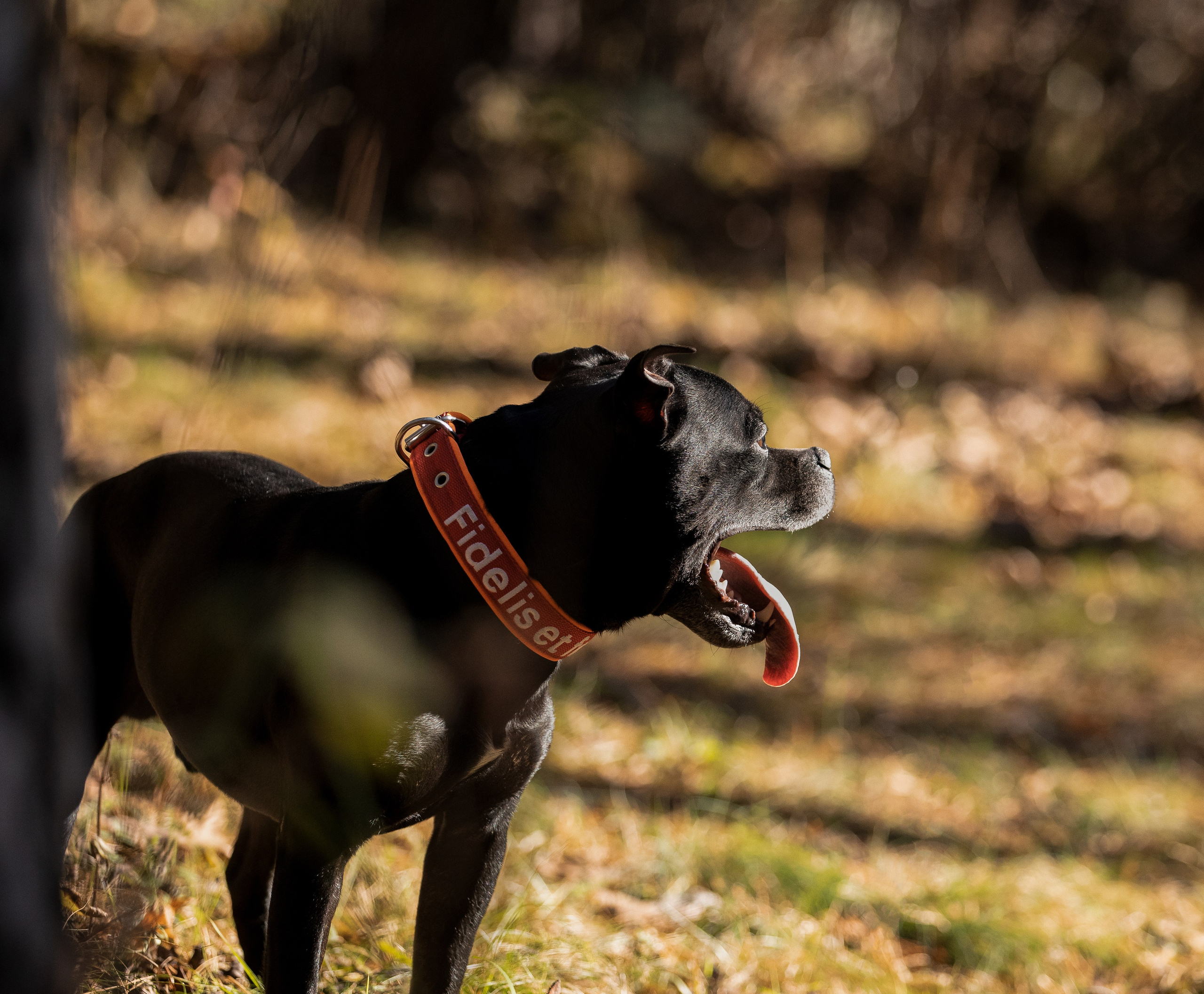 Владимир, Мария и Кох. Фотограф-анималист Смирнова Клеопатра|Москва