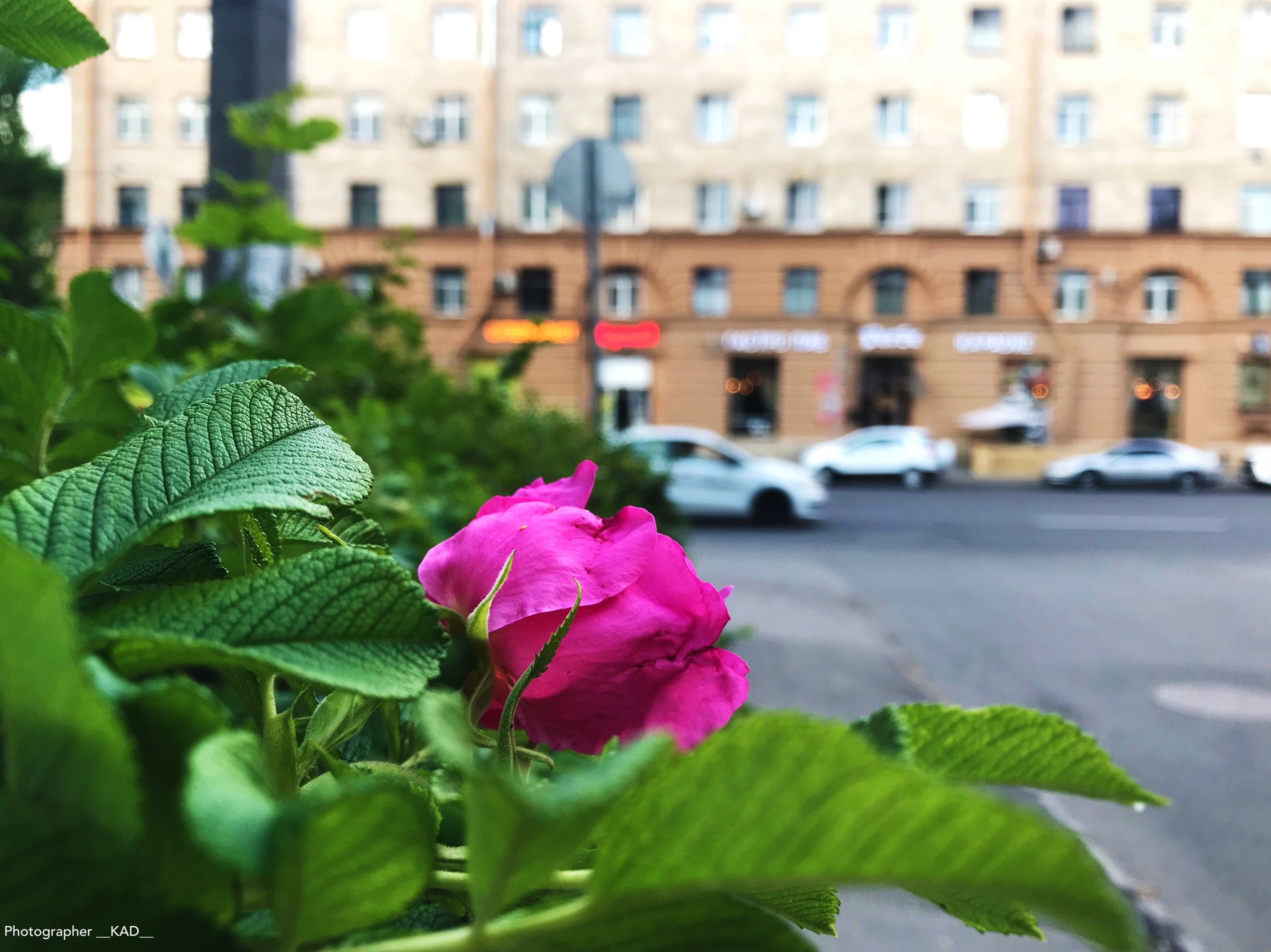 Макросъемка. Photographer K.A.D