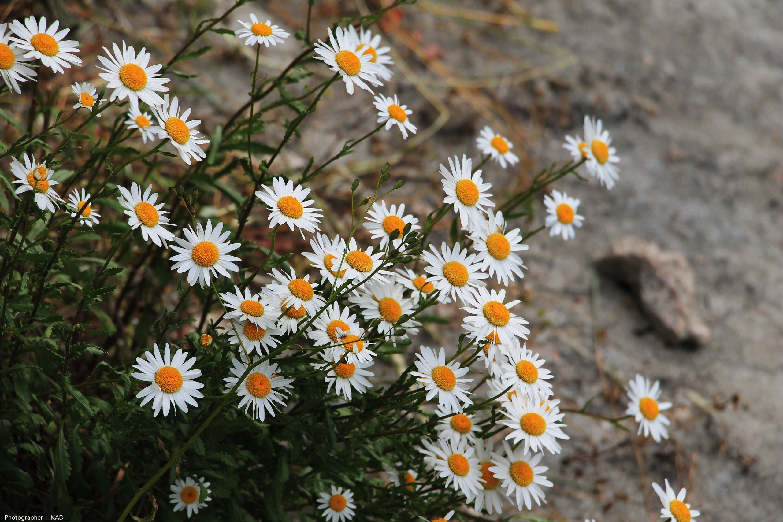 Макросъемка. Photographer K.A.D