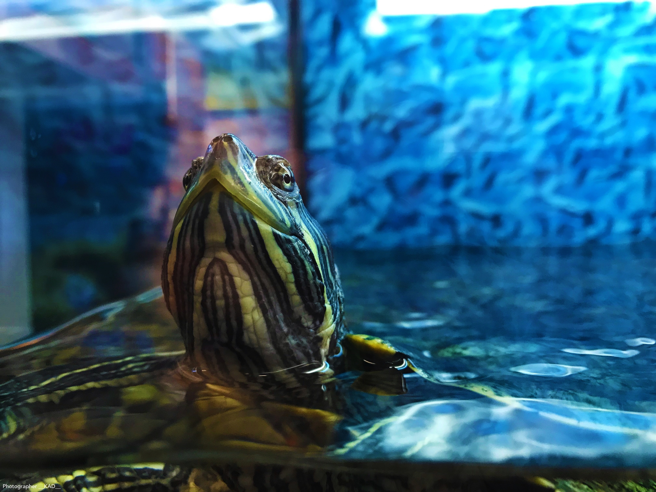 Мир животных. Photographer K.A.D