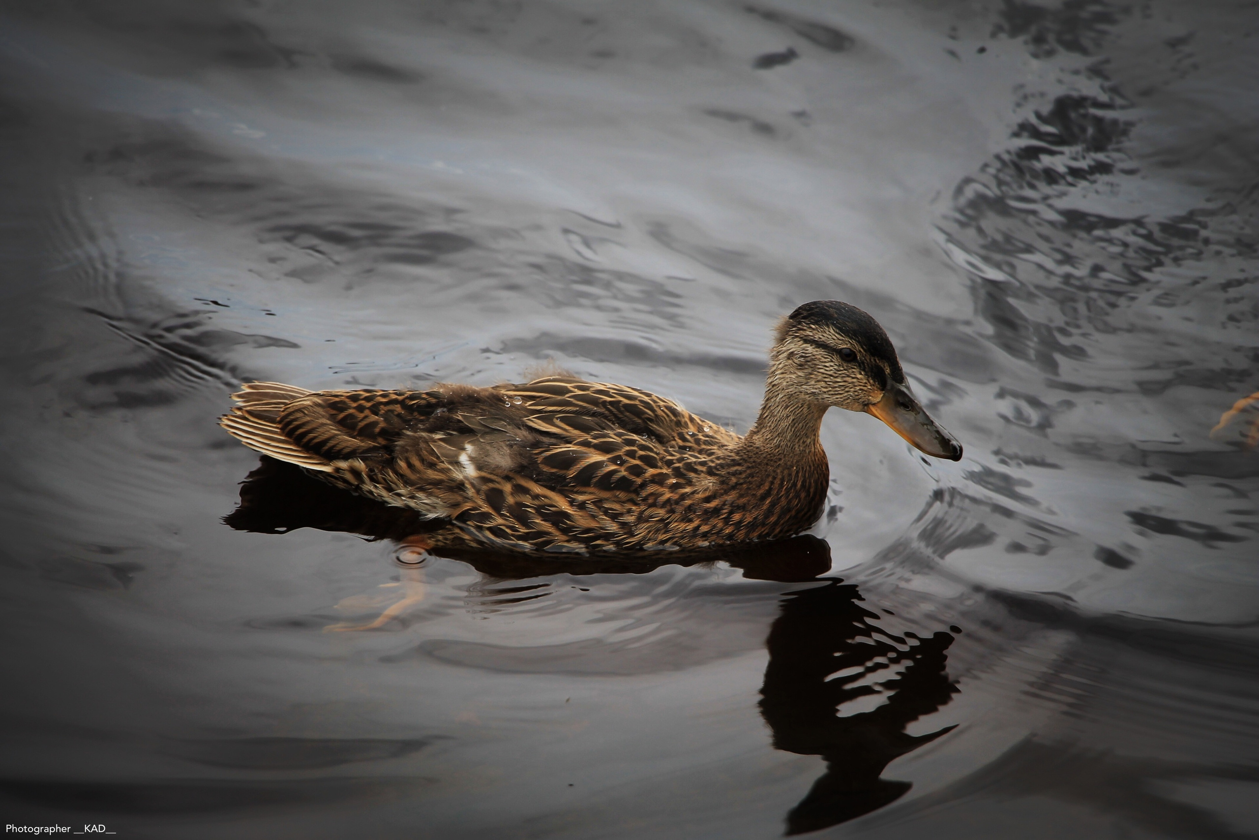 Мир животных. Photographer K.A.D