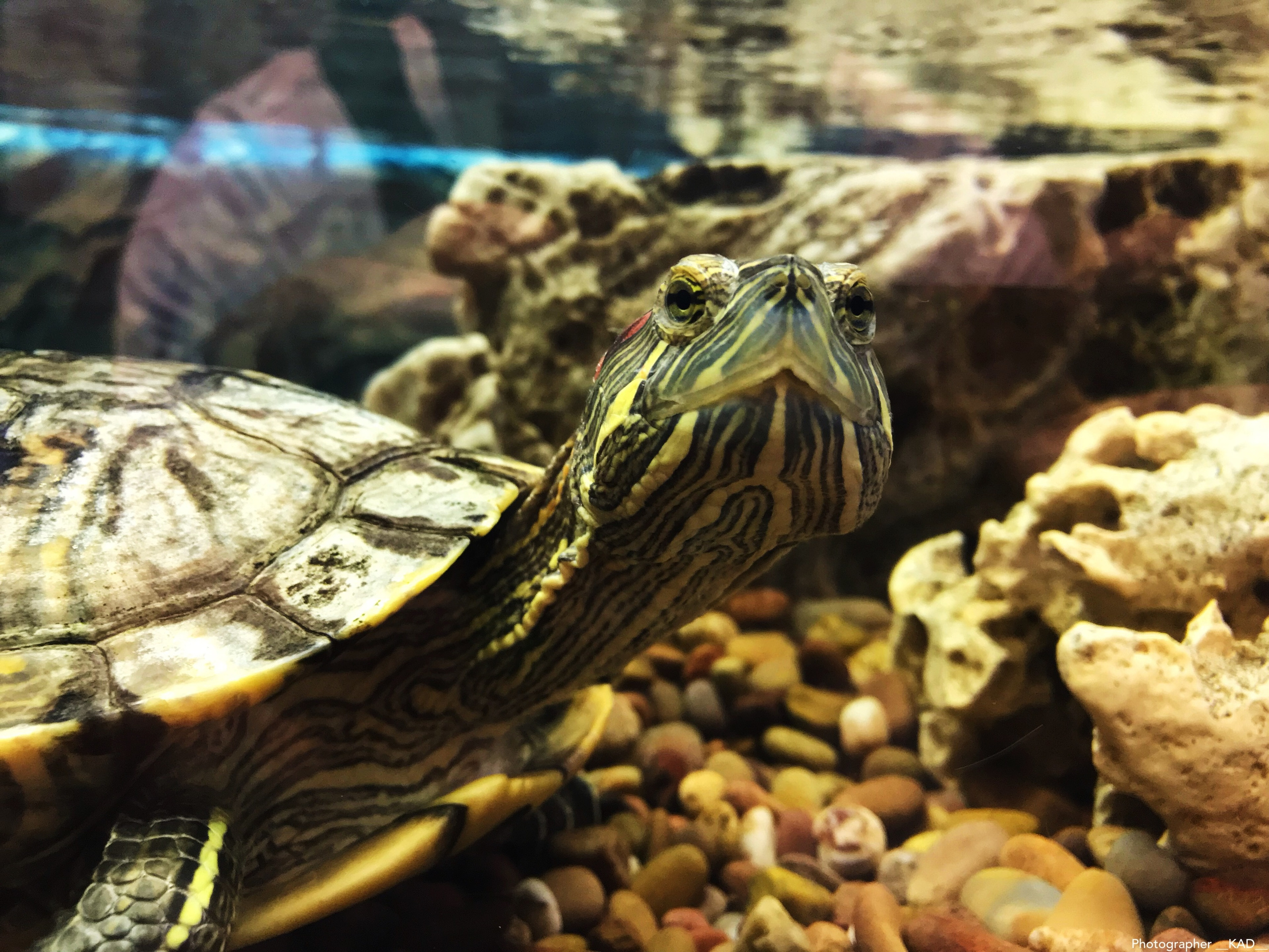 Мир животных. Photographer K.A.D