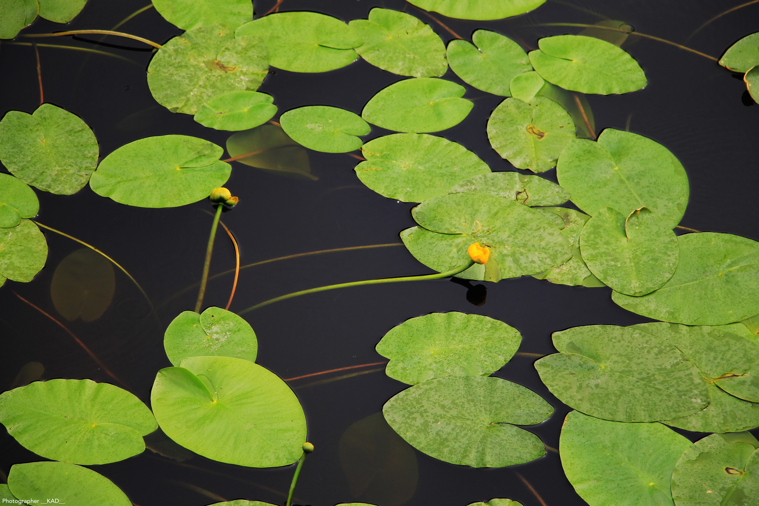 Макросъемка. Photographer K.A.D