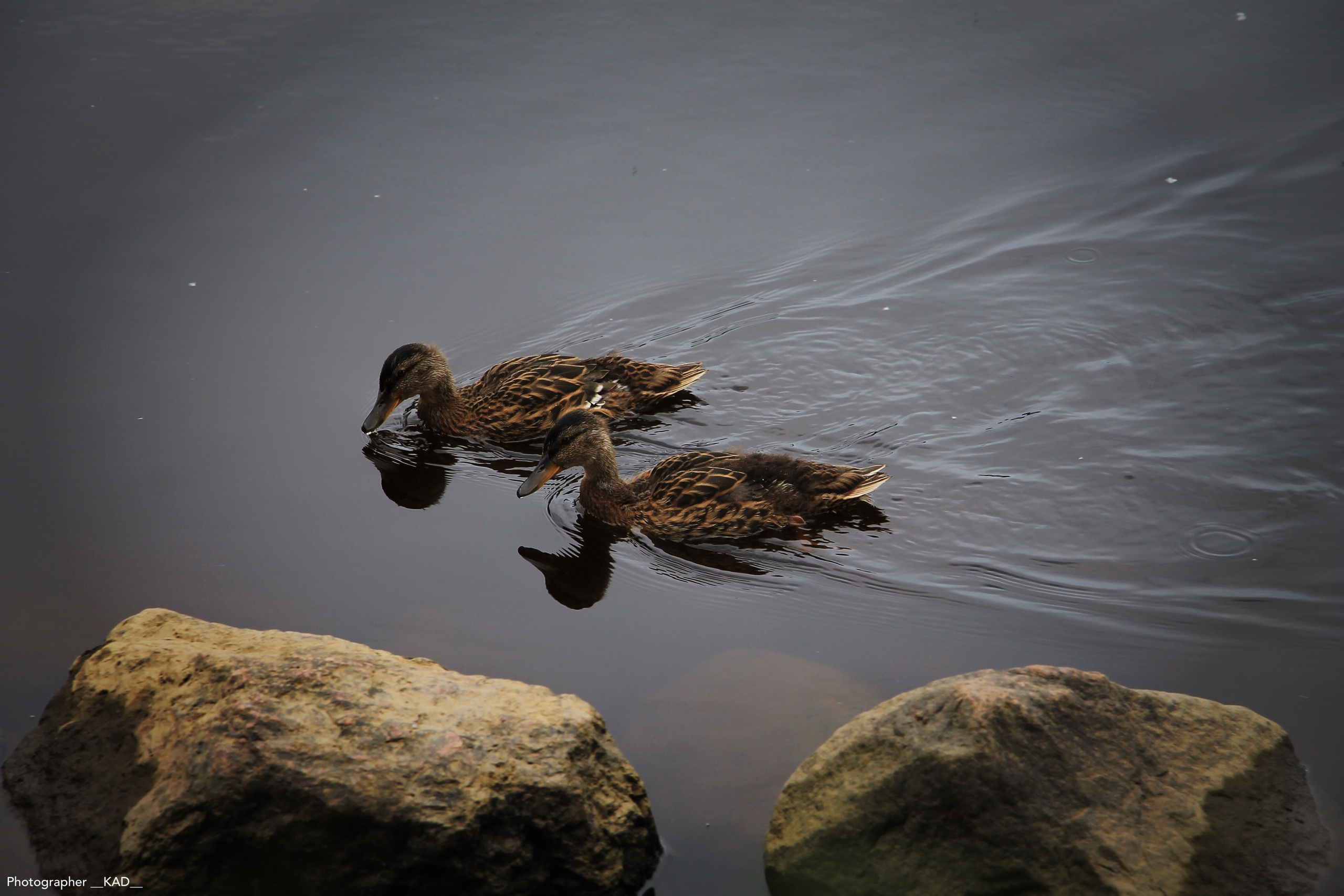 Мир животных. Photographer K.A.D