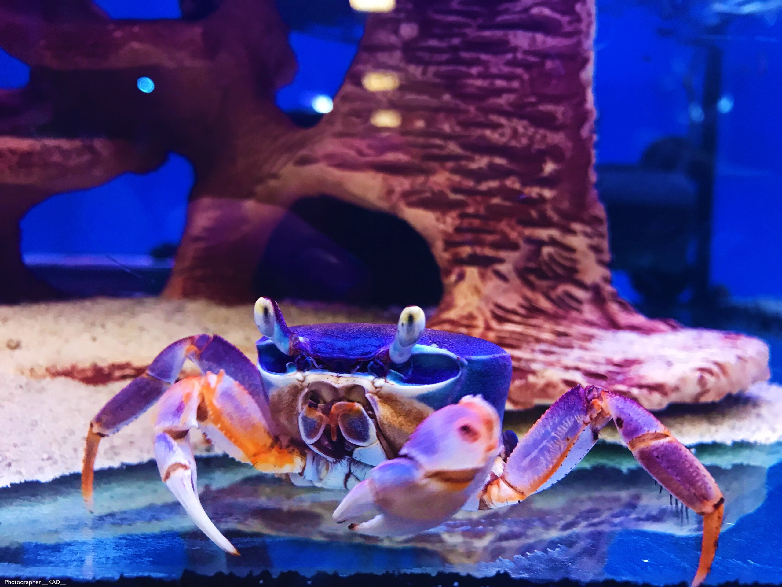 Мир животных. Photographer K.A.D