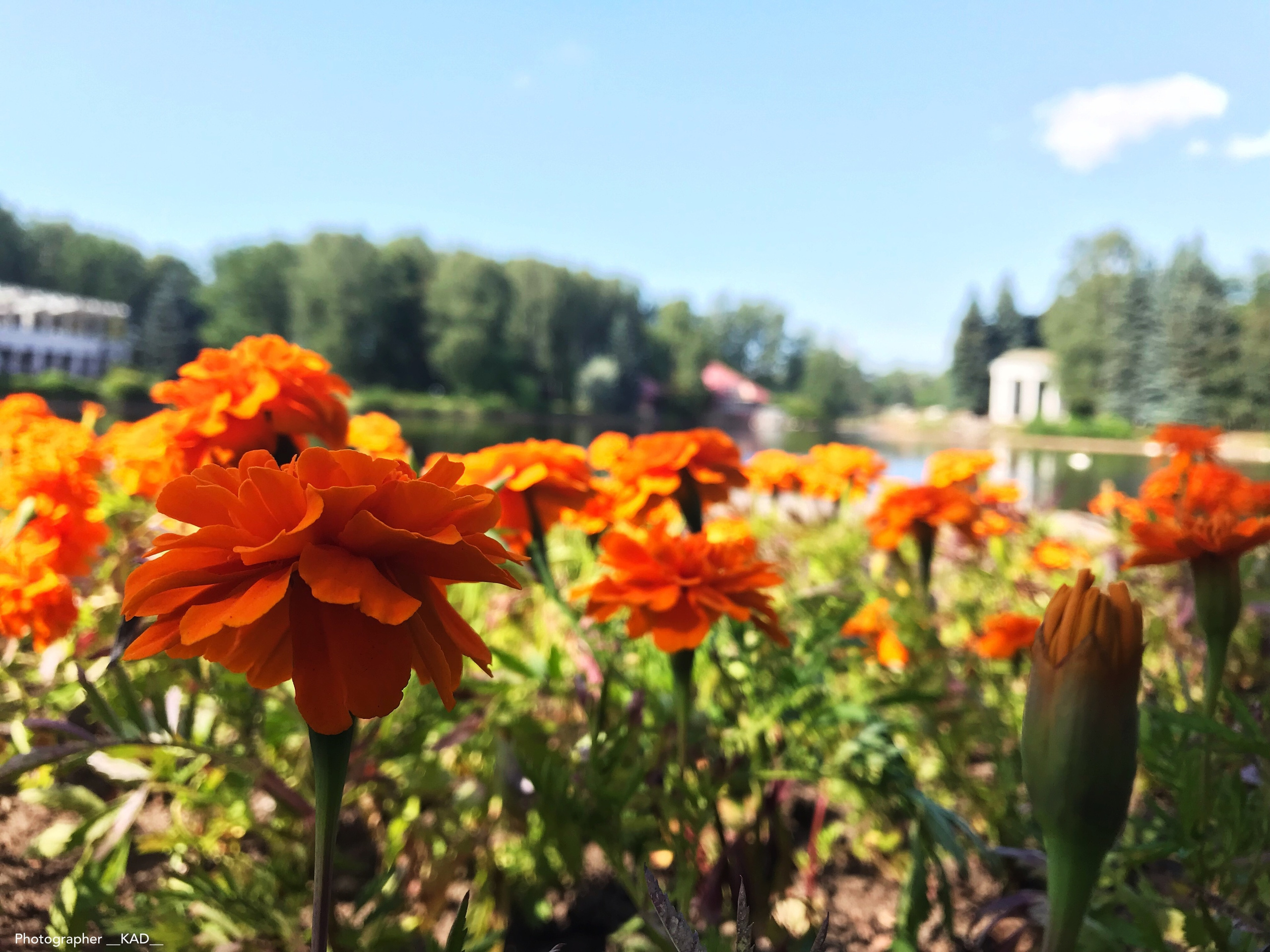 Макросъемка. Photographer K.A.D