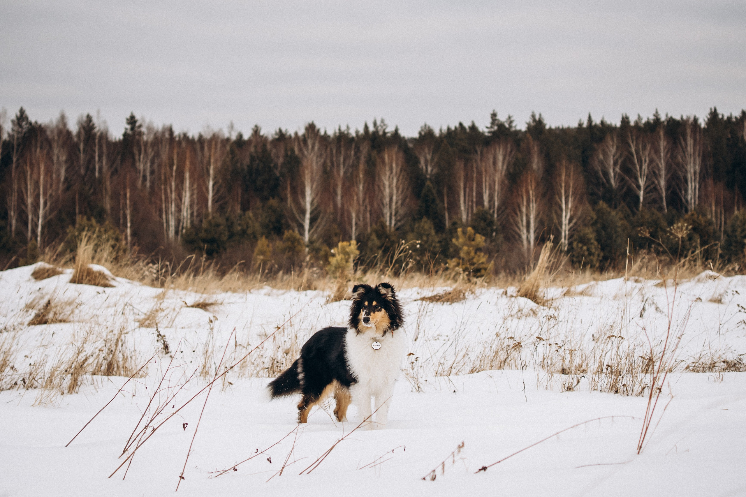 Альма. Фотограф-анималист Анастасия Большакова