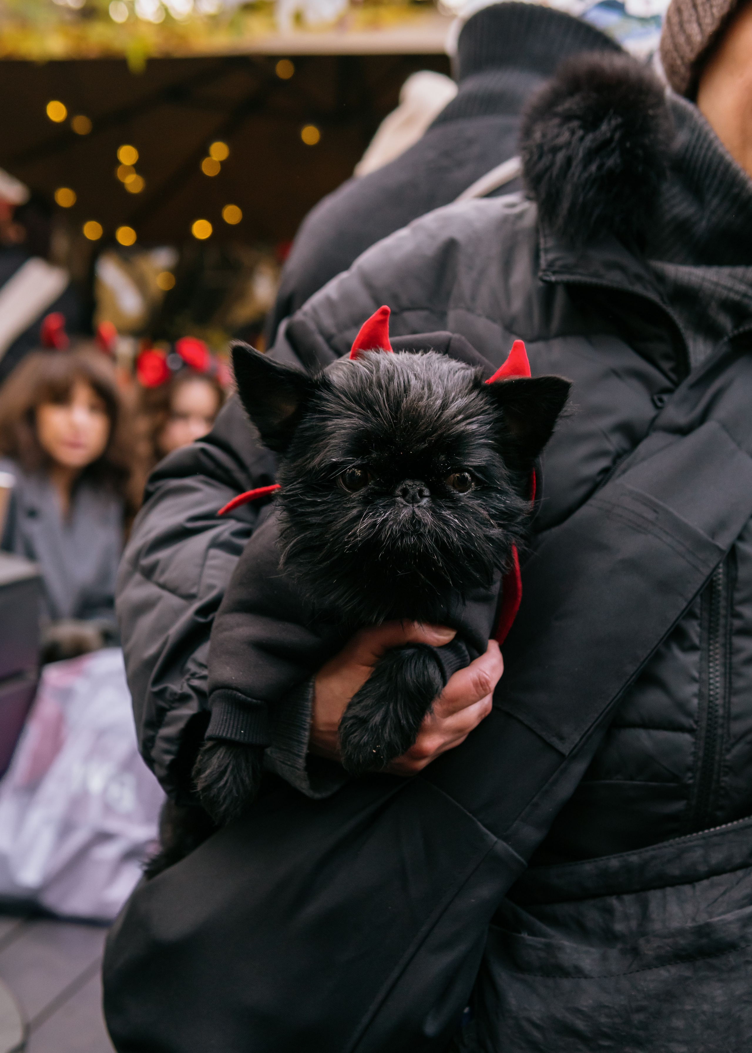 Тематическая встреча породников «Griffween». Фотограф-анималист Ксения Воробьева, Москва