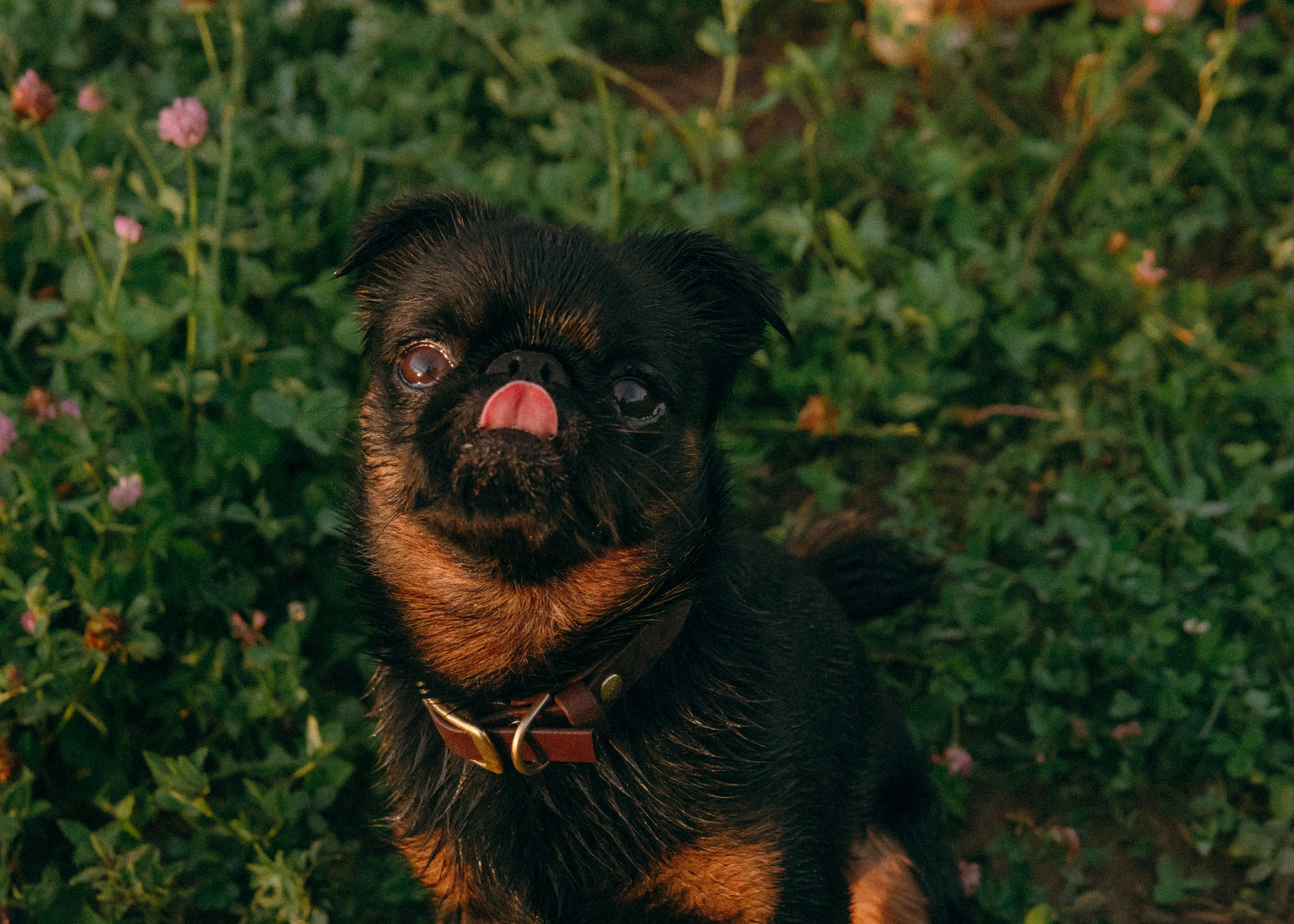 Оксана, Кирилл и Кеша. Фотограф-анималист Ксения Воробьева, Москва