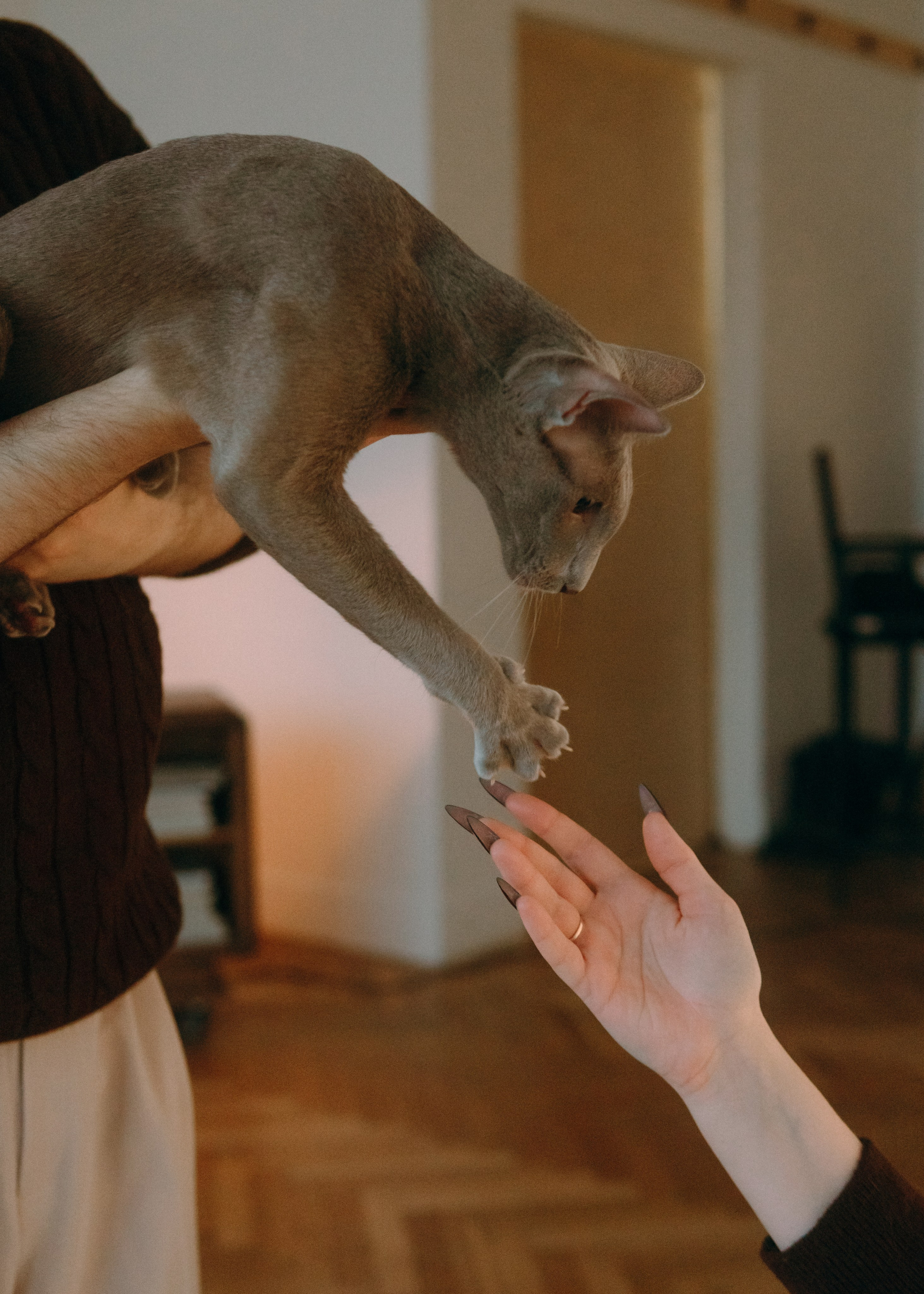 Амина, Булат и Орион. Фотограф-анималист Ксения Воробьева, Москва