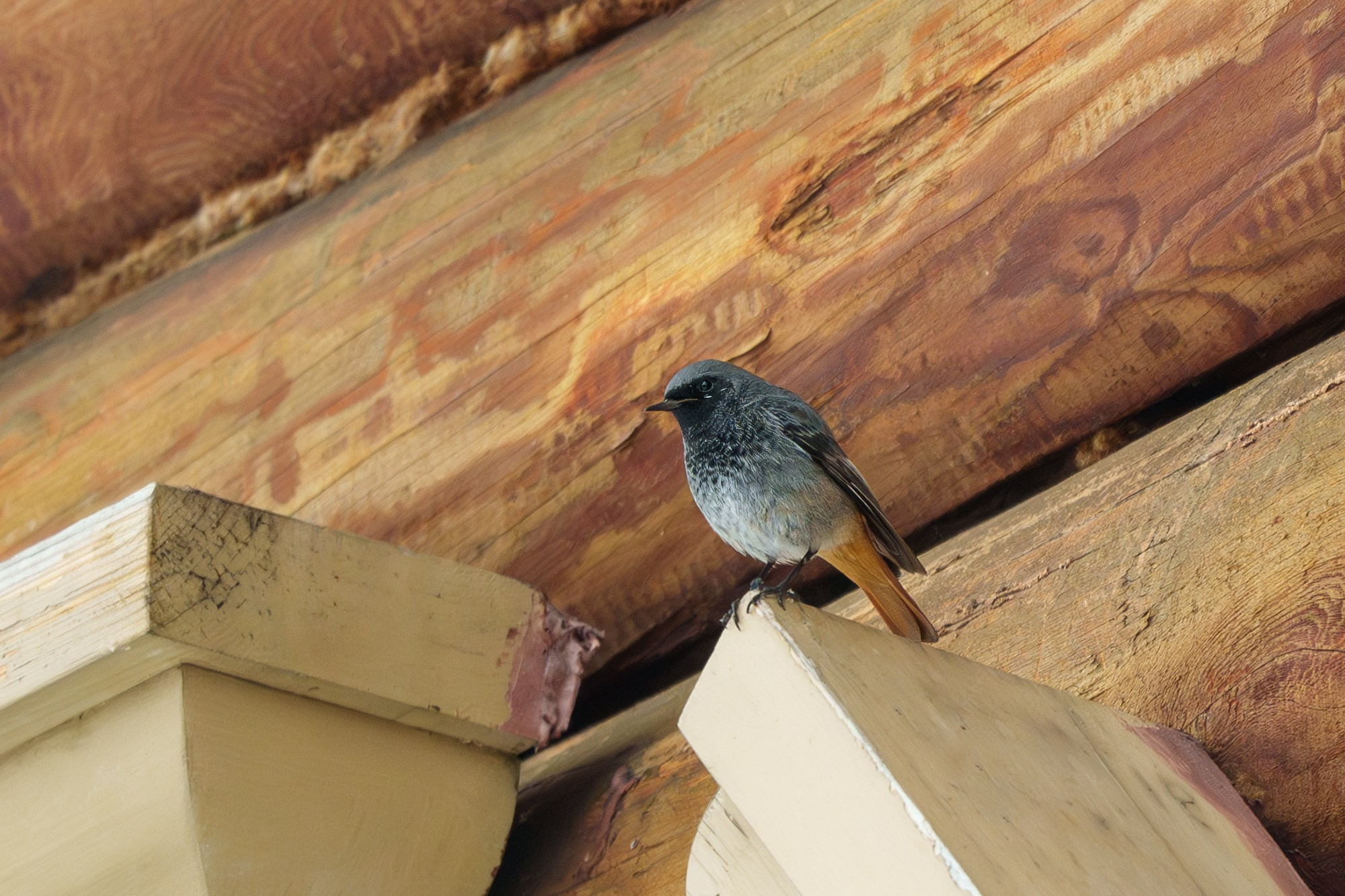 Удивительные мир птиц. Вокруг нас столько прекрасного — присмотритесь!. Ваш личный фотограф Марина Волкова