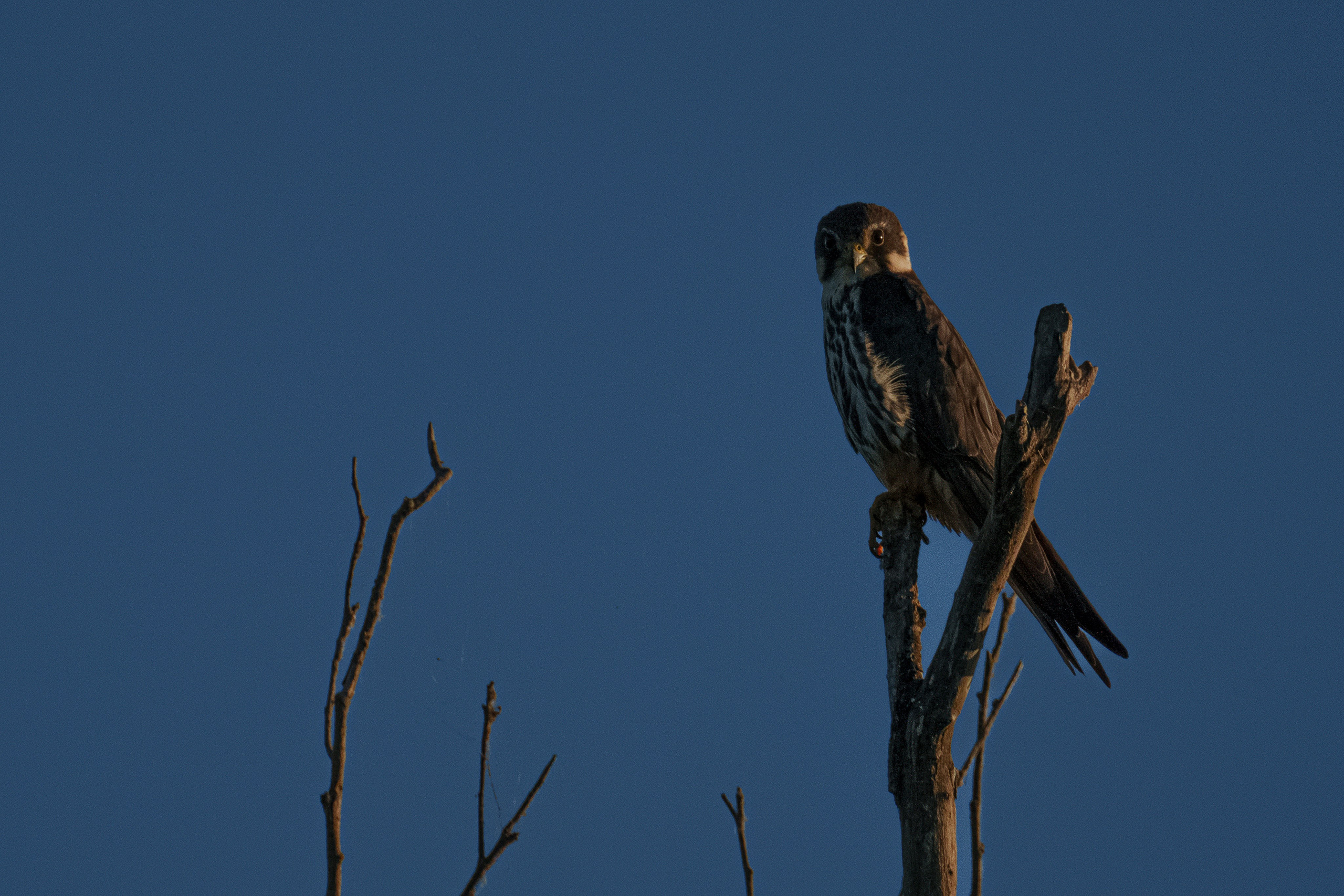 Золотые лотосы. Июль