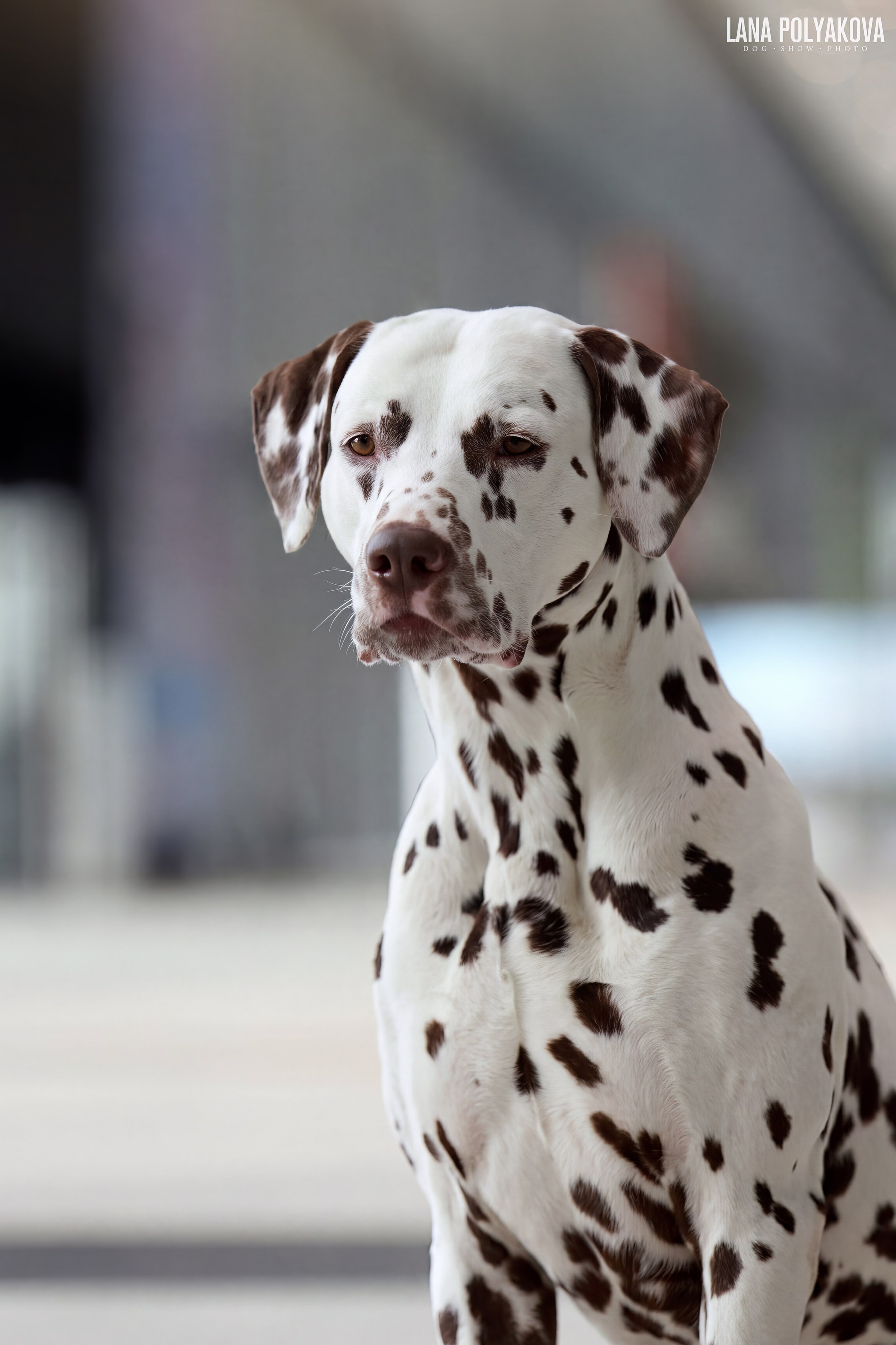 ГРАН ПРИ ВЕСЕННИЙ ПЕТЕРБУРГ 2026. ФОТОГРАФ-АНИМАЛИСТ l LANA POLYAKOVA