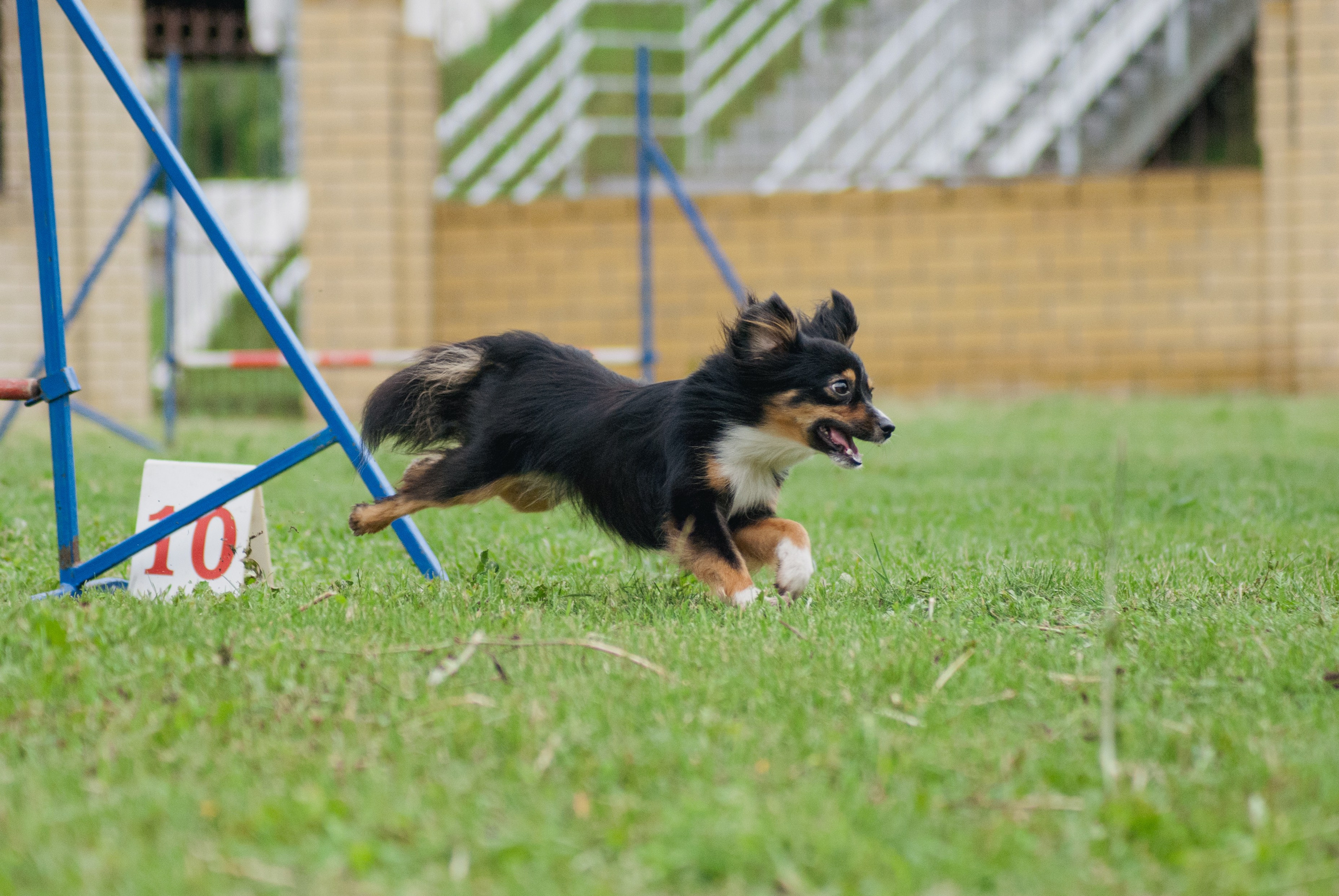 Аджилити. Фотограф в Тюмени Лизавета Сапицкая