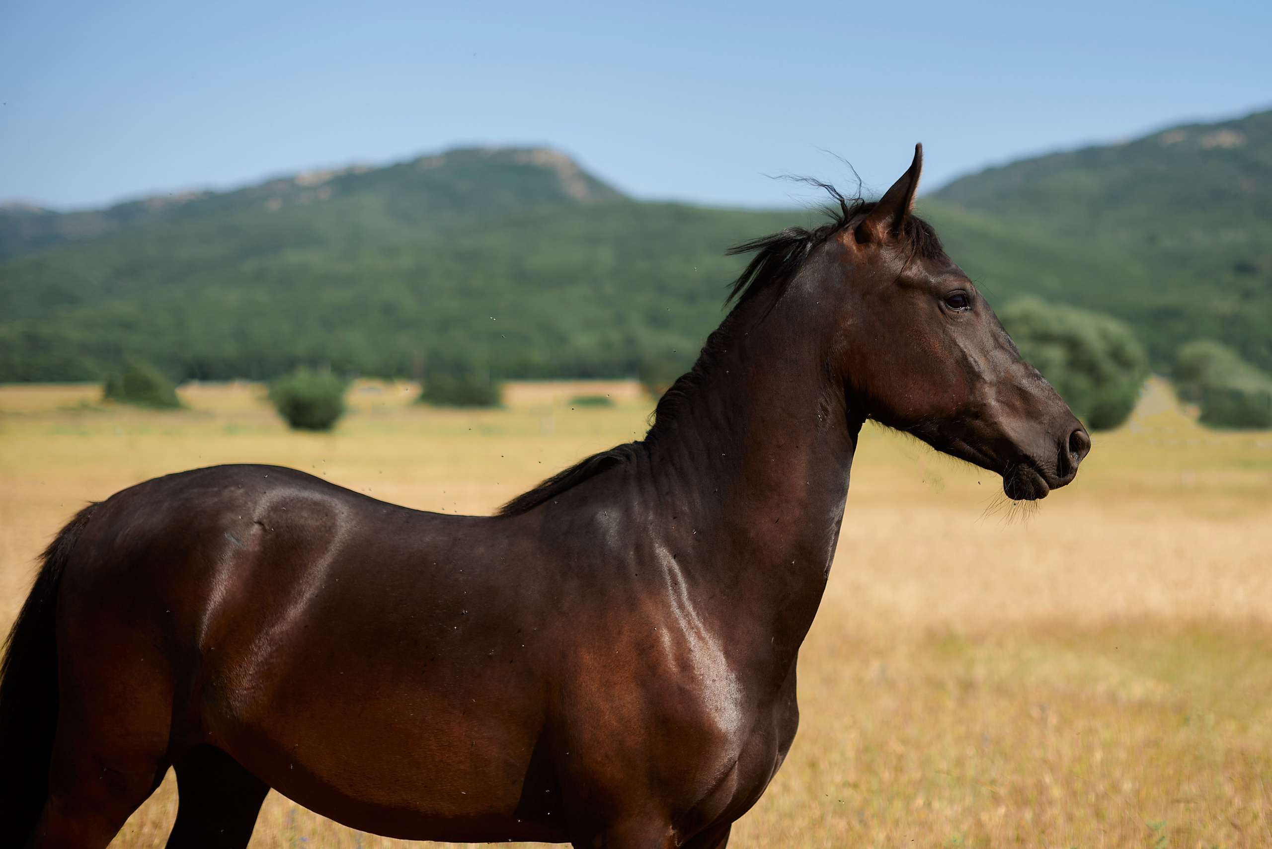 Изя. Фотограф в Севастополе