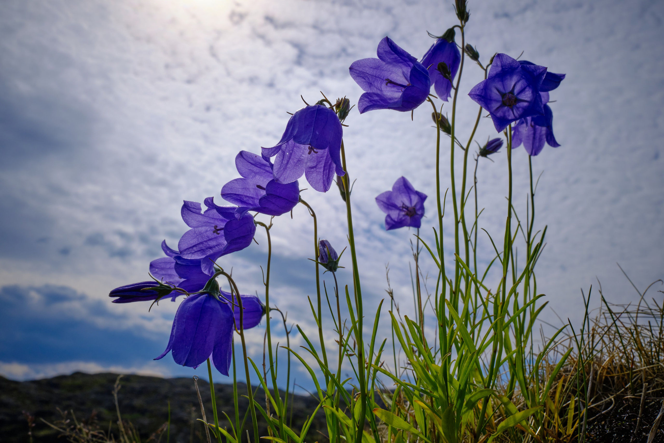Мир растений. Пейзажи Крайнего Севера. Баренцево море, Рыбачий, Средний, Немецкий